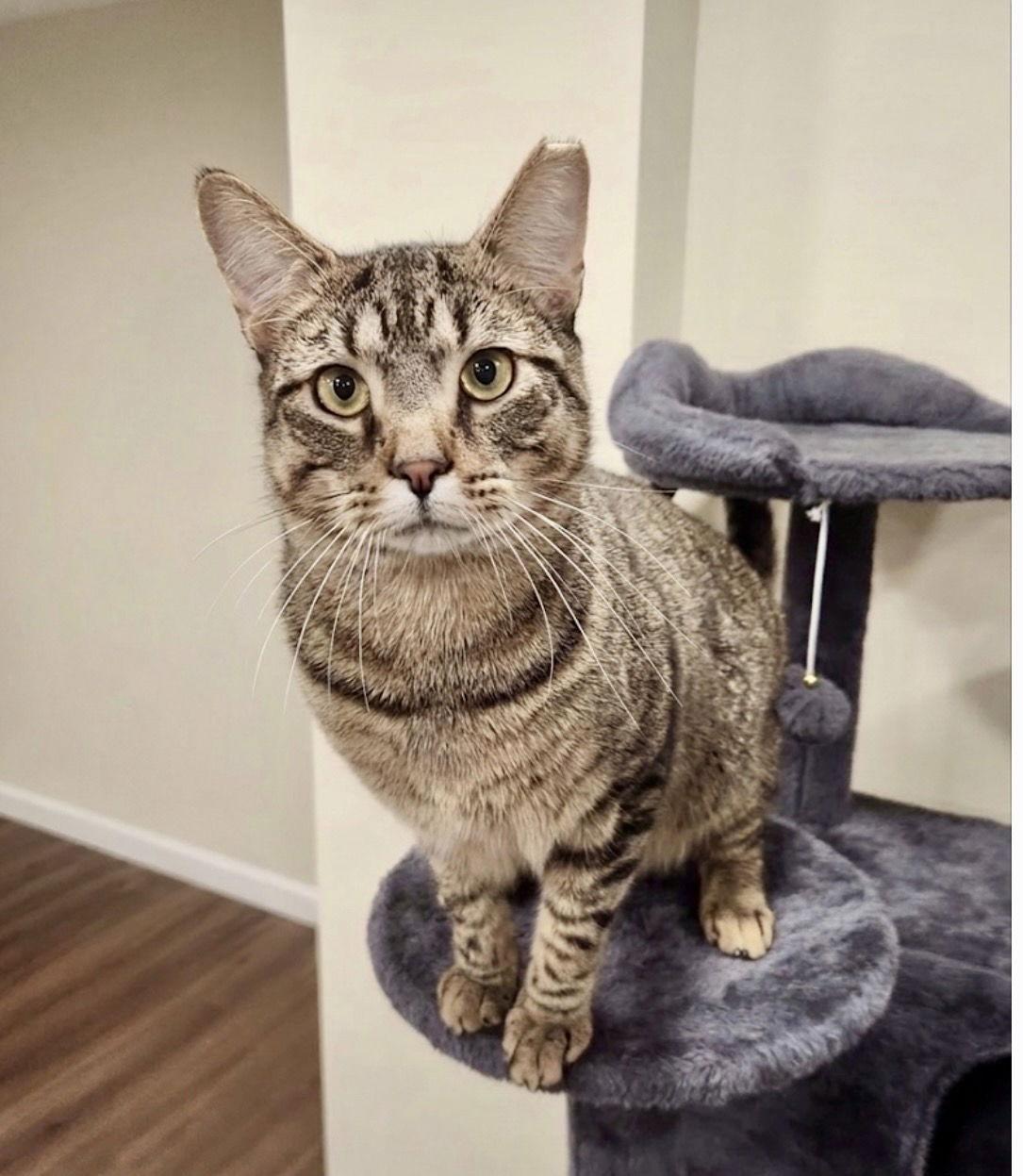 Jacob, a Adoptable Domestic Short Hair in Newtown Square, PA image 3/3