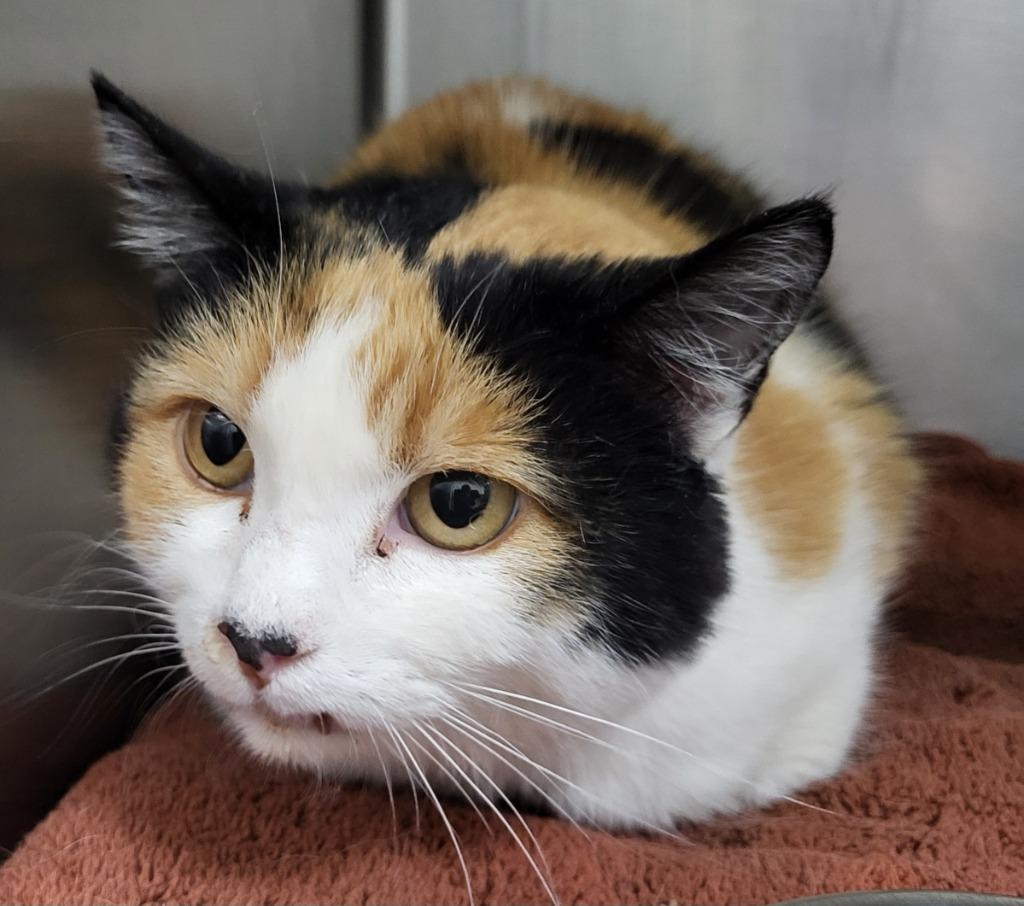 Miss Daisy, Adoptable, Adult Female Domestic Medium Hair & Calico.