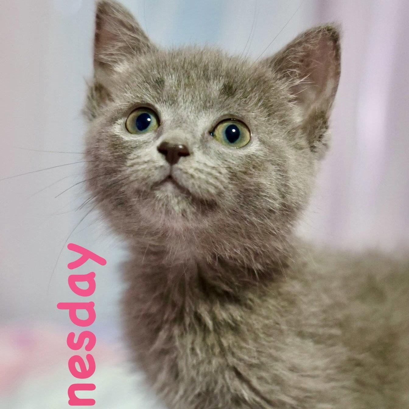 Enlarge Wednesday, a Adoptable mixed breed in Reston, VA image 3/3