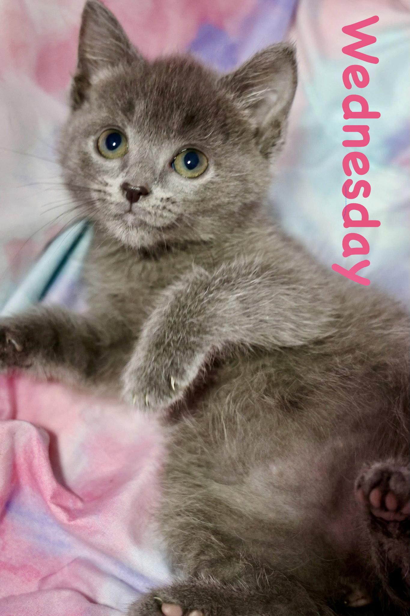 Enlarge Wednesday, a Adoptable mixed breed in Reston, VA image 2/3