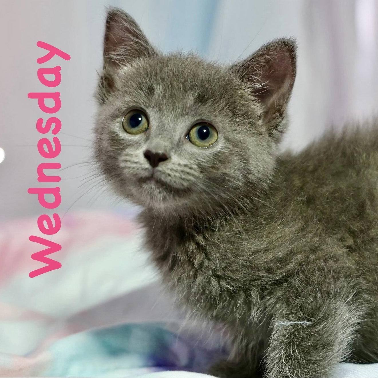 Enlarge Wednesday, a Adoptable mixed breed in Reston, VA image 1/3