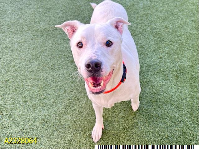 Enlarge BACON, a Adoptable mixed breed in West Palm Beach, FL image 1/1