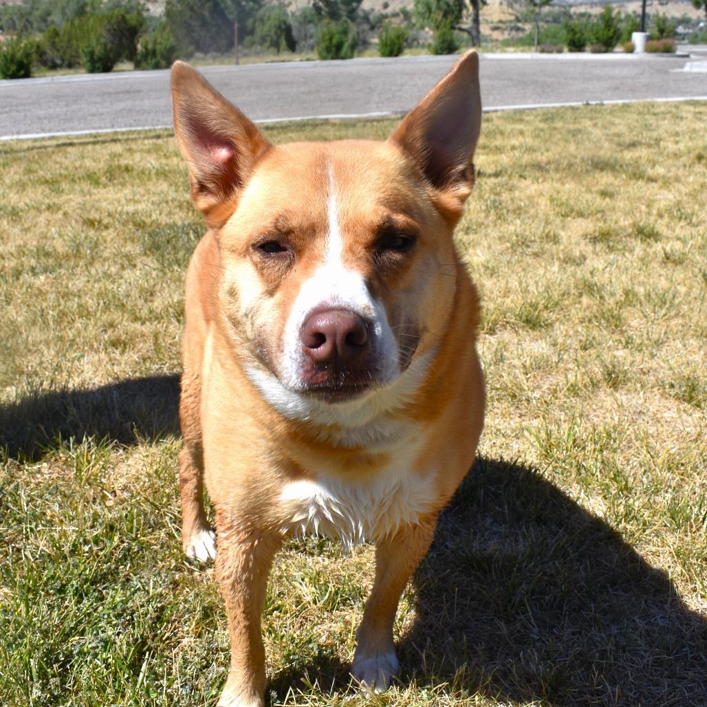 Sophie, Adoptable, Adult Female Terrier.