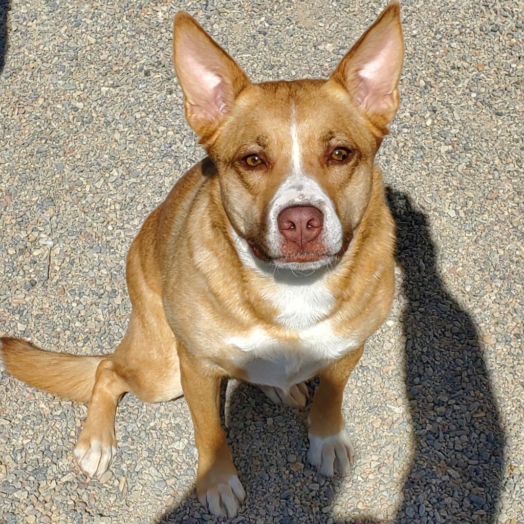 Enlarge Sophie, a Adoptable Terrier in Rifle, CO image 2/5