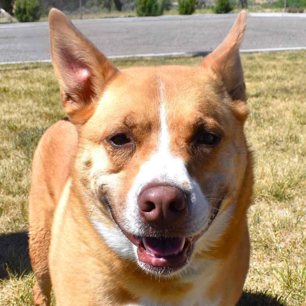 Enlarge Sophie, a Adoptable Terrier in Rifle, CO image 3/5
