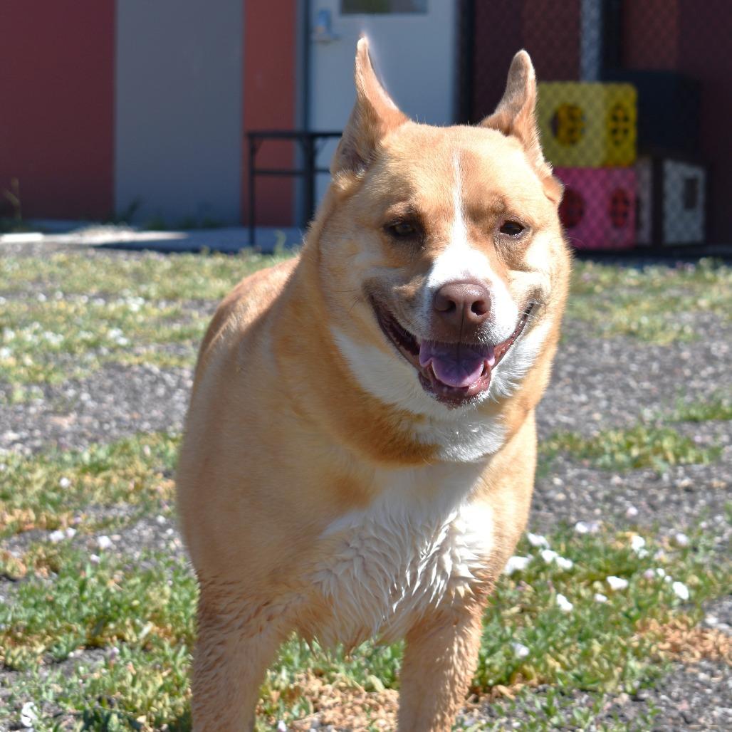 Enlarge Sophie, a Adoptable Terrier in Rifle, CO image 4/5