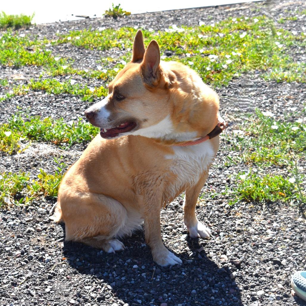 Enlarge Sophie, a Adoptable Terrier in Rifle, CO image 5/5