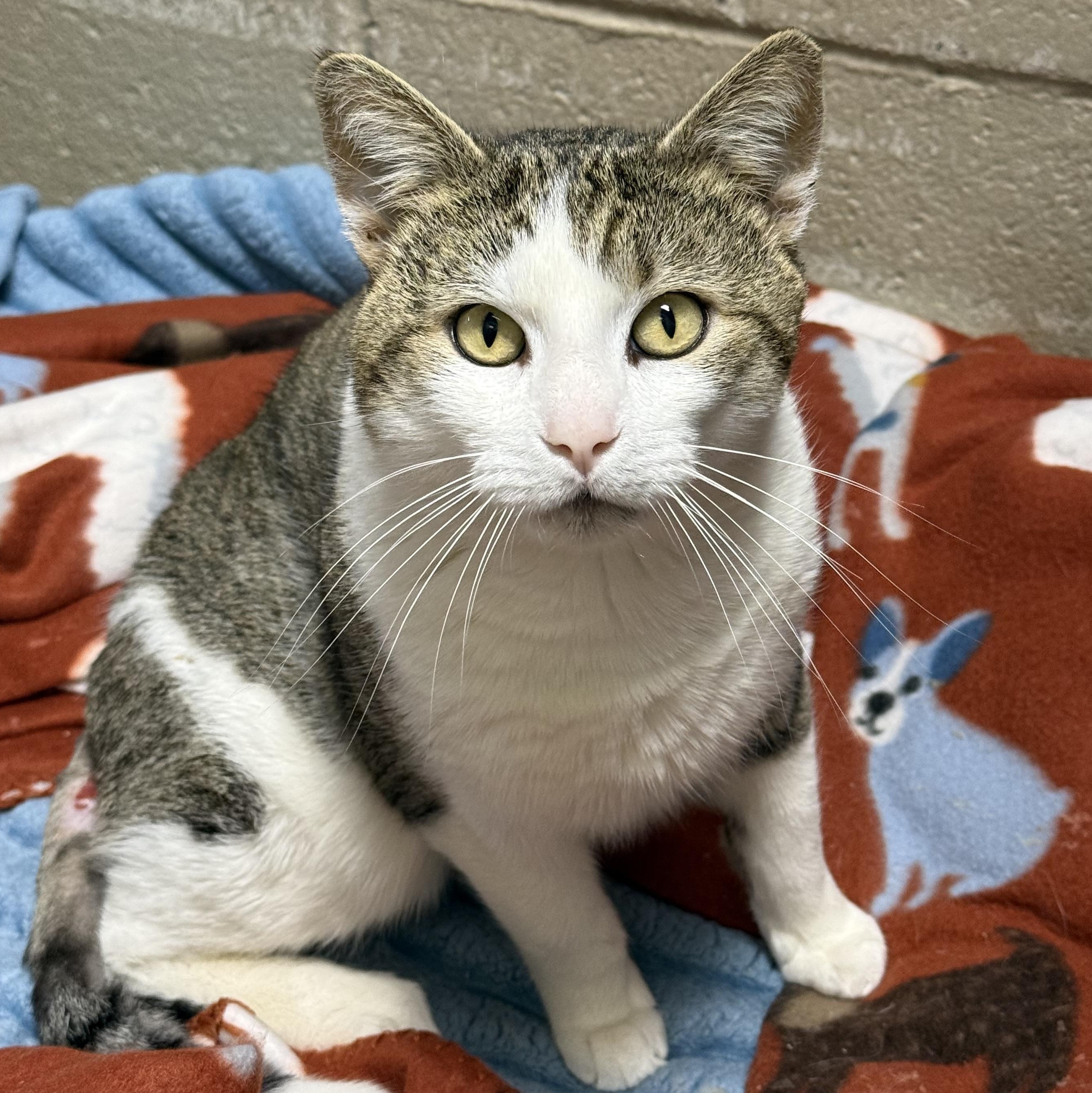 Enlarge Mitts, an adoptable mixed breed in Collierville, TN image 2/6