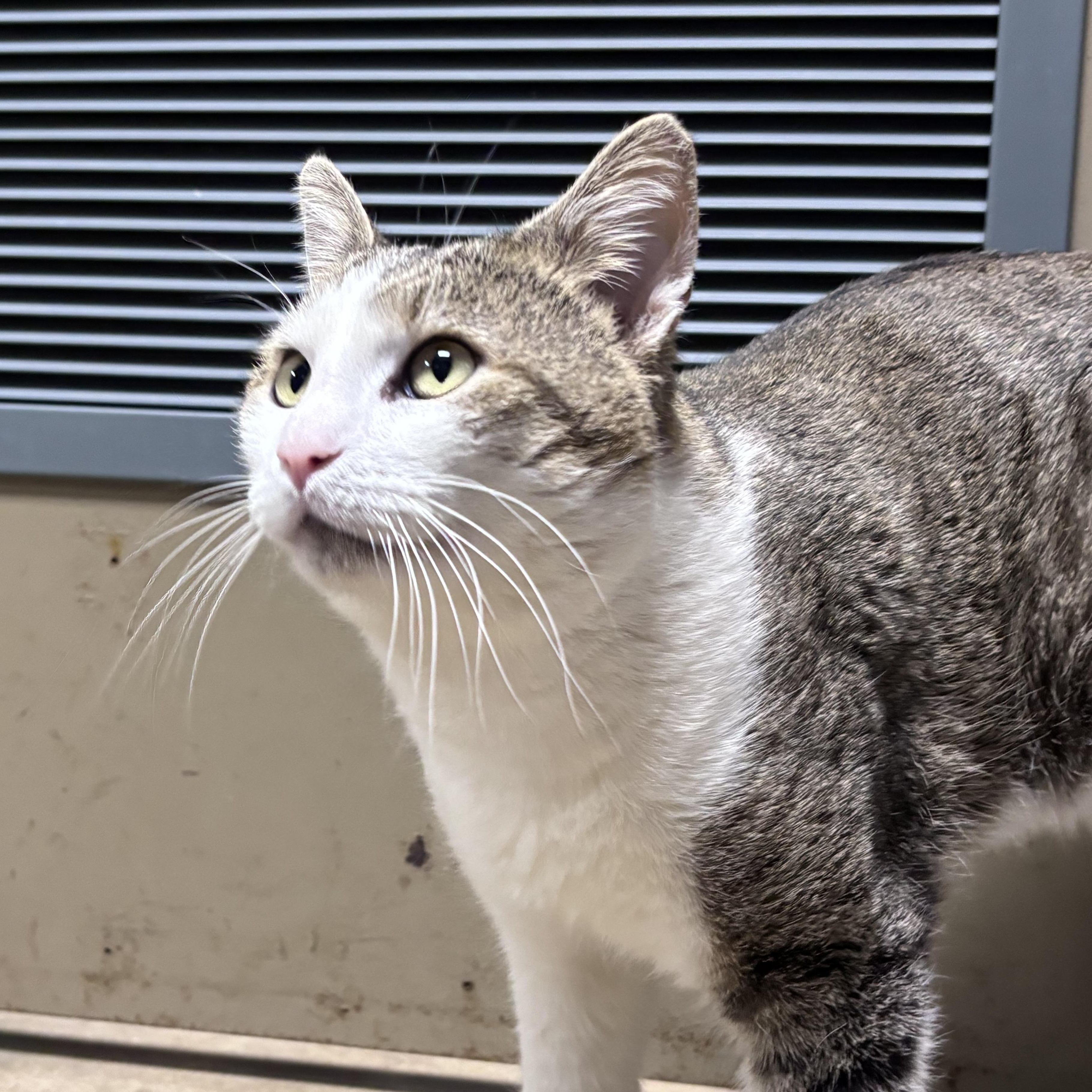Enlarge Mitts, an adoptable mixed breed in Collierville, TN image 4/5