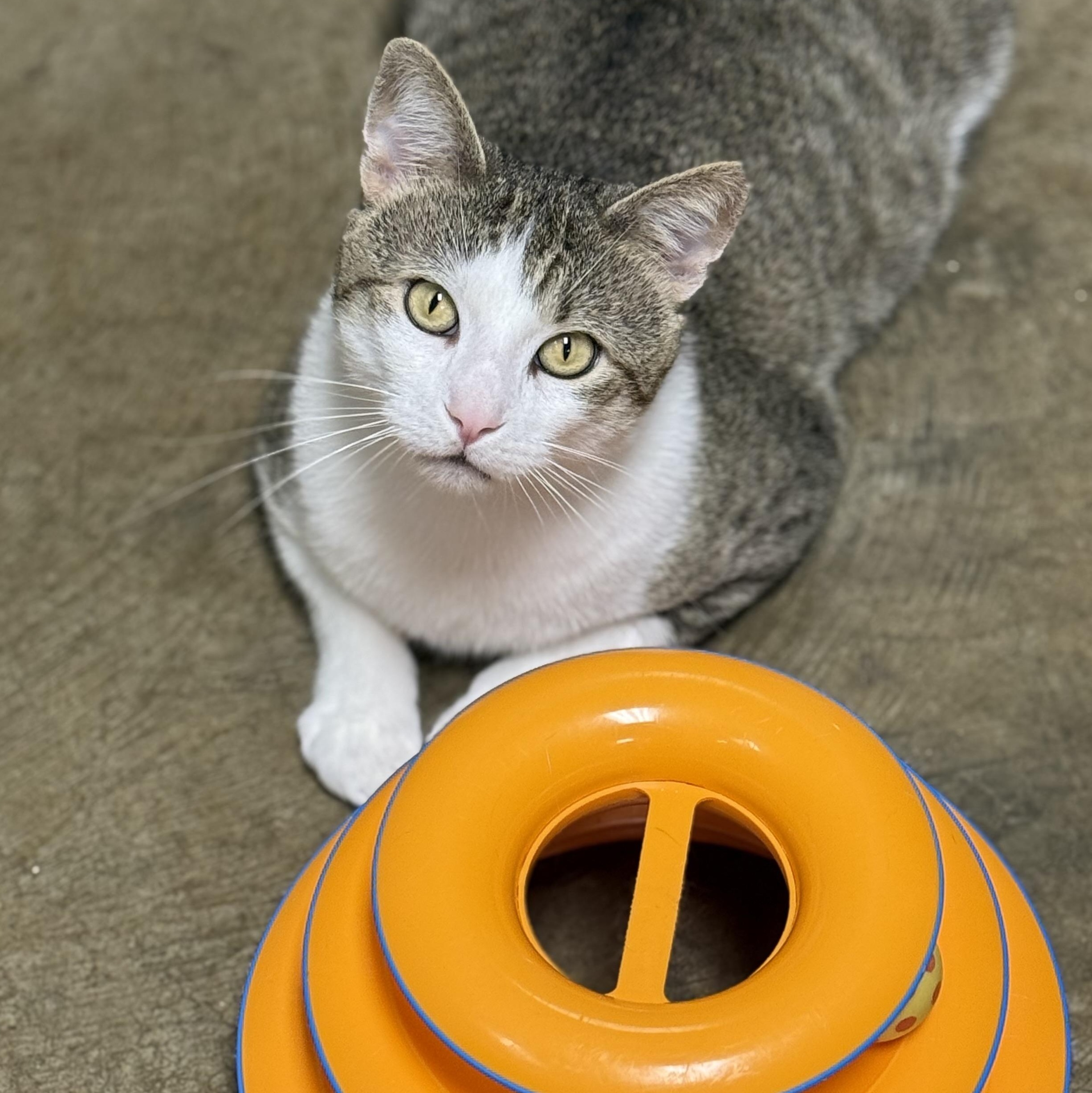 Enlarge Mitts, an adoptable mixed breed in Collierville, TN image 6/6