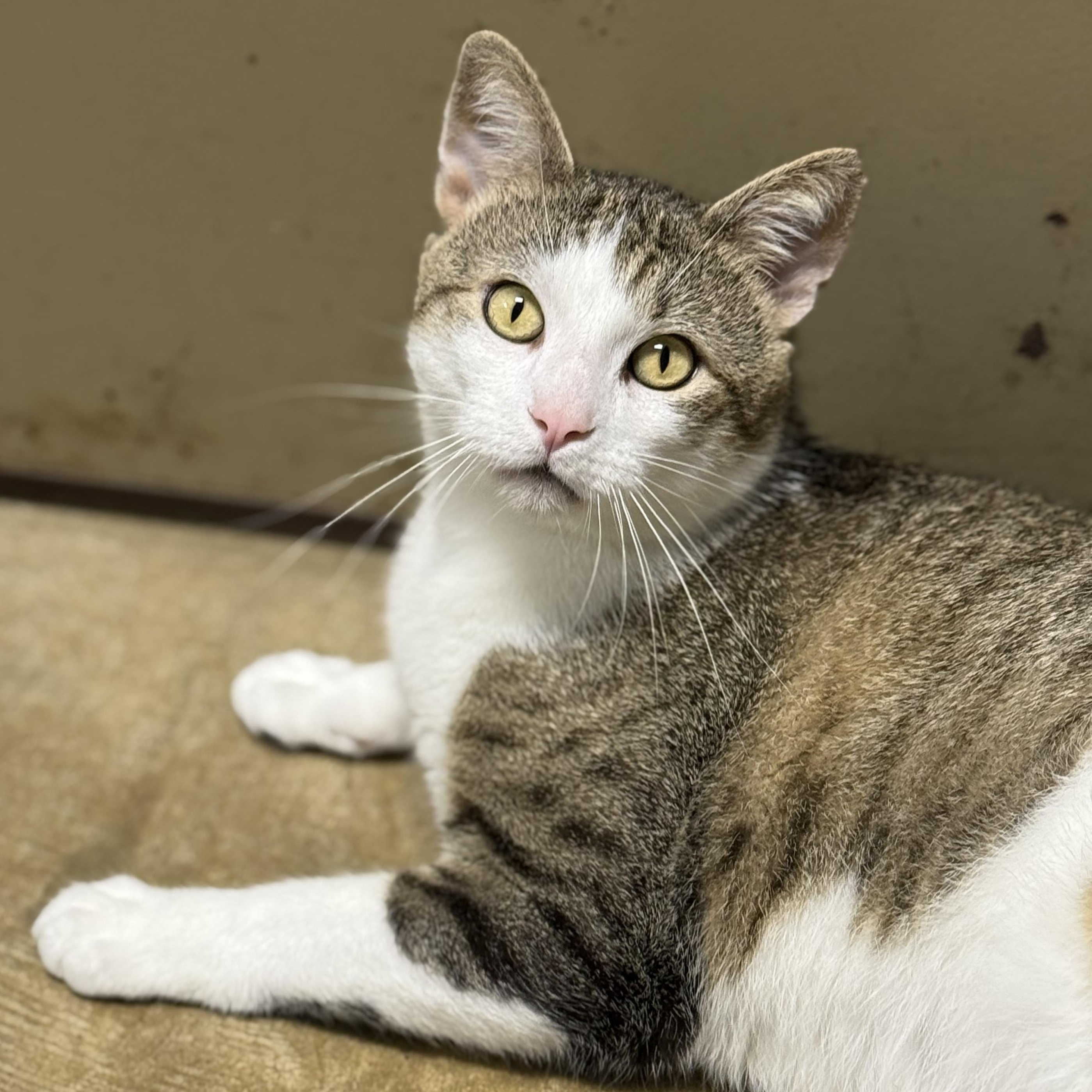 Mitts, adoptable, Young Male American Shorthair.