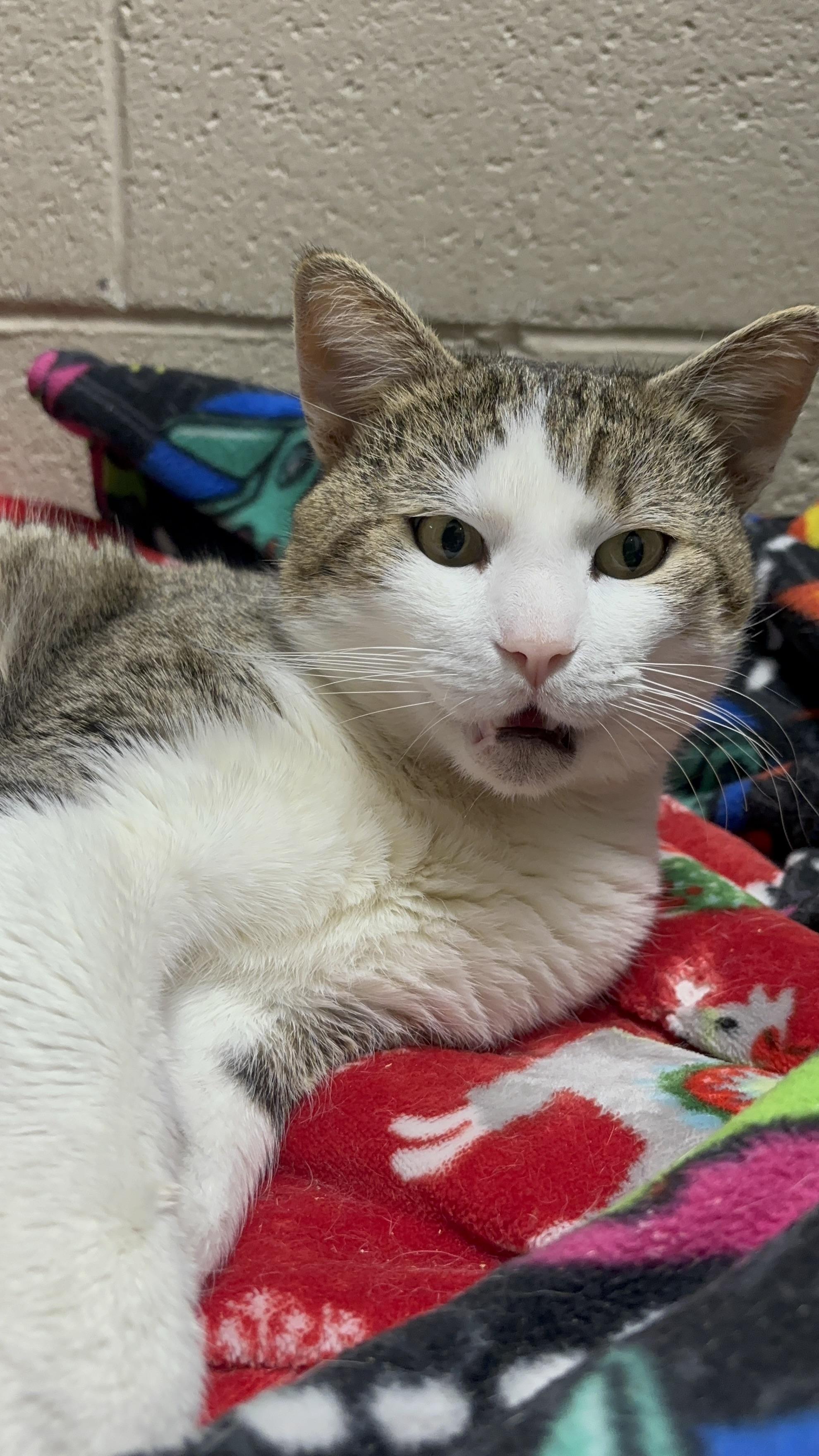 Enlarge Mitts, an adoptable mixed breed in Collierville, TN image 1/5