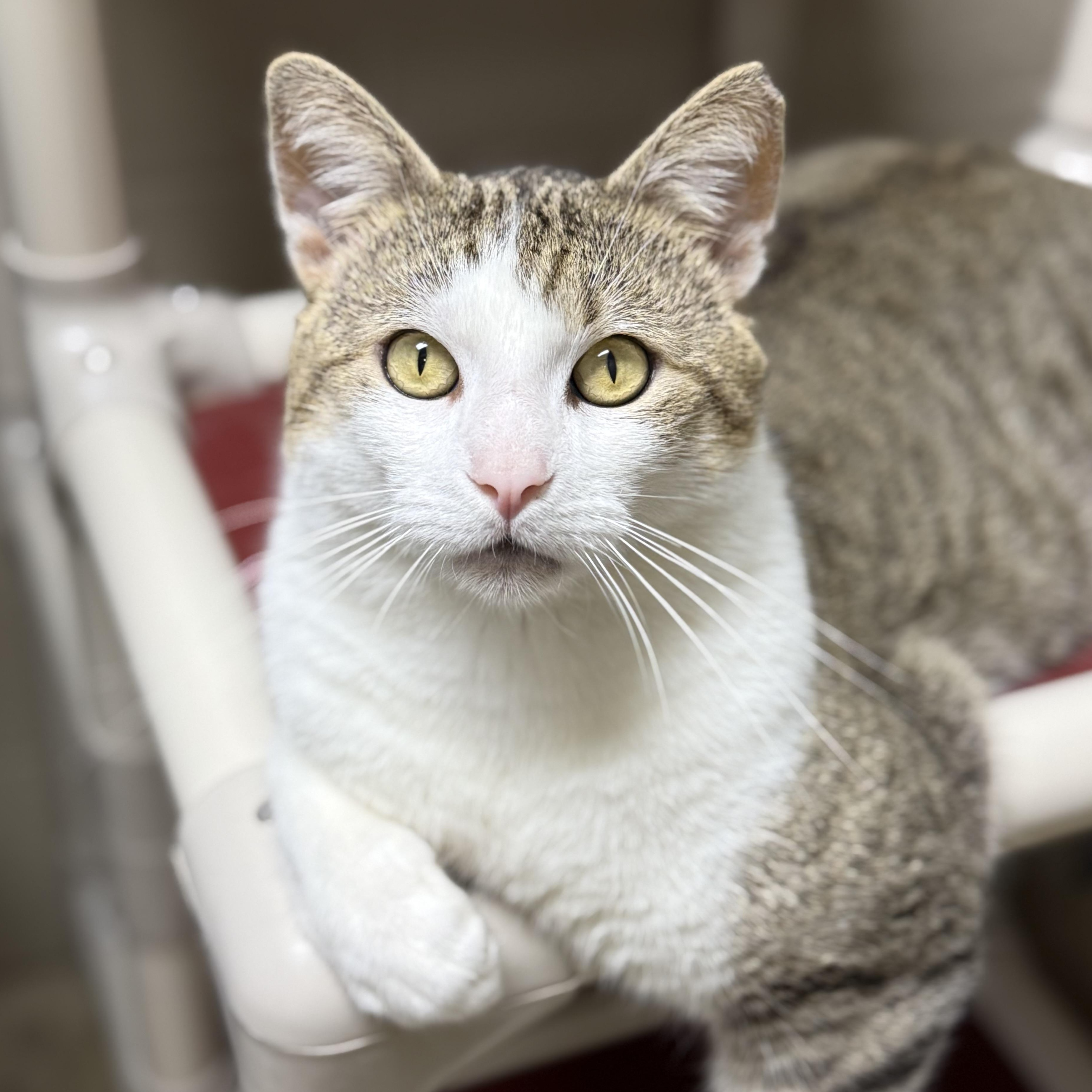 Enlarge Mitts, an adoptable mixed breed in Collierville, TN image 1/6