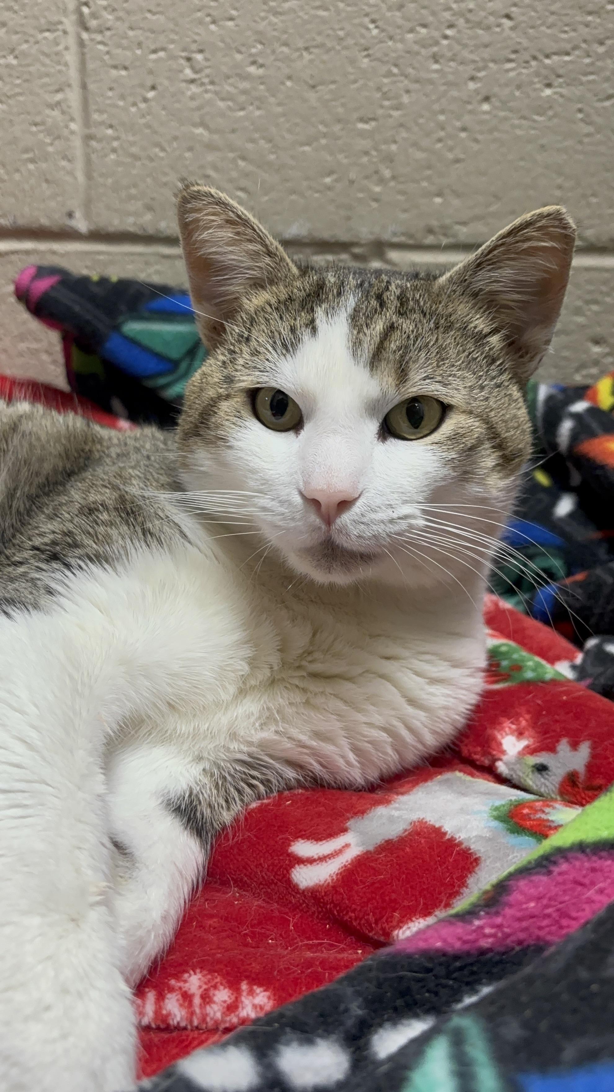 Enlarge Mitts, an adoptable mixed breed in Collierville, TN image 5/5