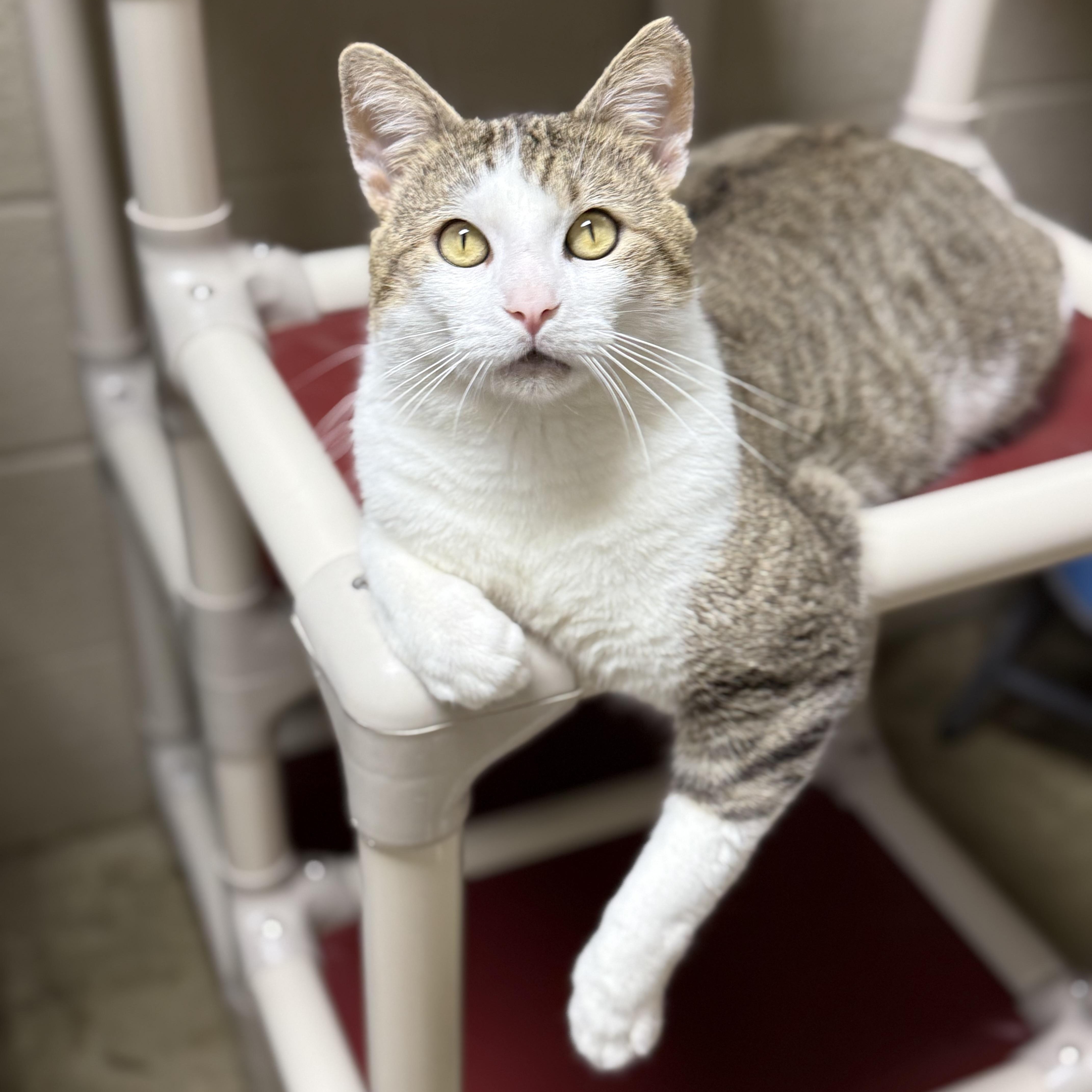 Mitts, adoptable, Young Male American Shorthair.