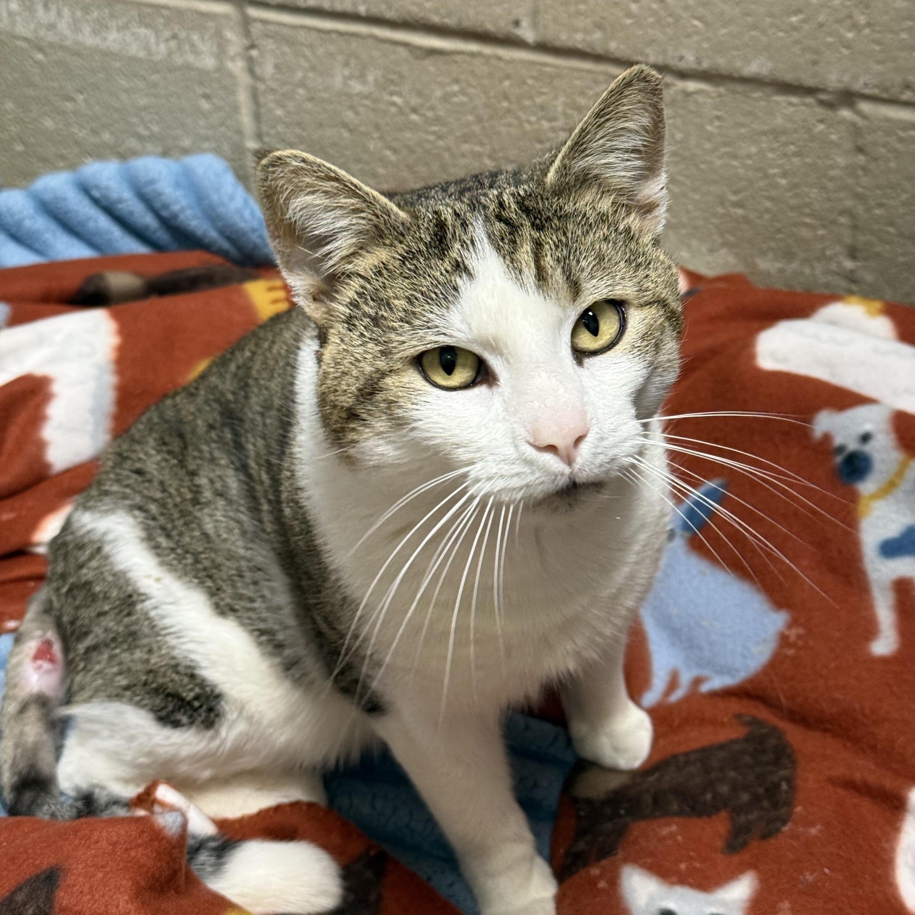 Enlarge Mitts, an adoptable mixed breed in Collierville, TN image 3/6
