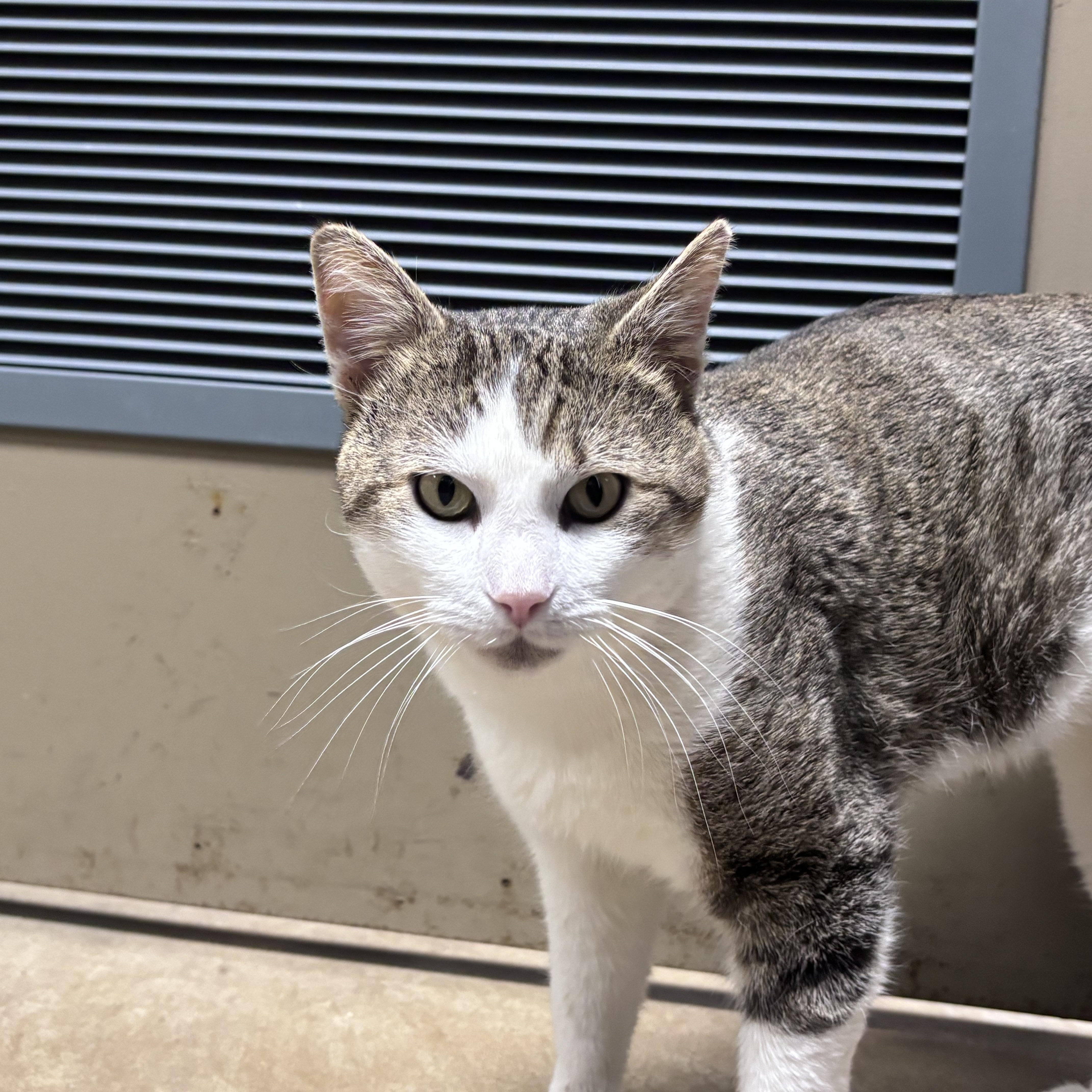 Enlarge Mitts, an adoptable mixed breed in Collierville, TN image 3/5