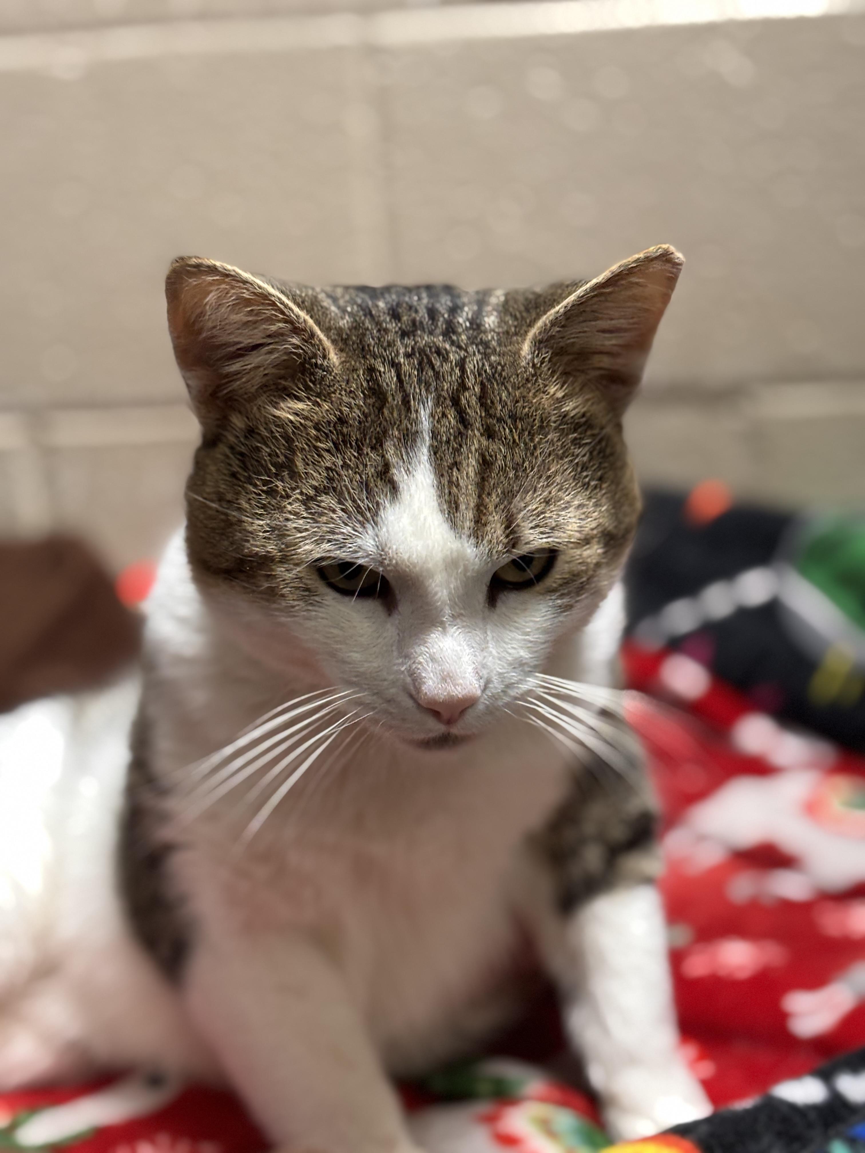 Enlarge Mitts, an adoptable mixed breed in Collierville, TN image 2/5