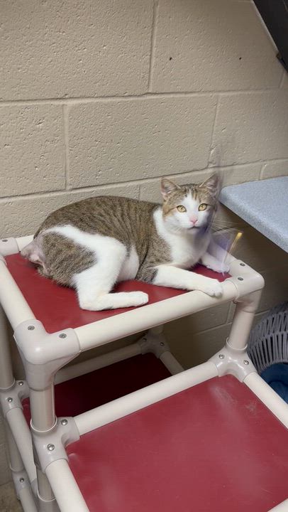 Enlarge Mitts, an adoptable mixed breed in Collierville, TN video 6/6