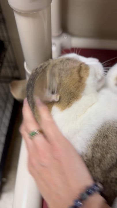 Enlarge Mitts, an adoptable mixed breed in Collierville, TN video 5/6