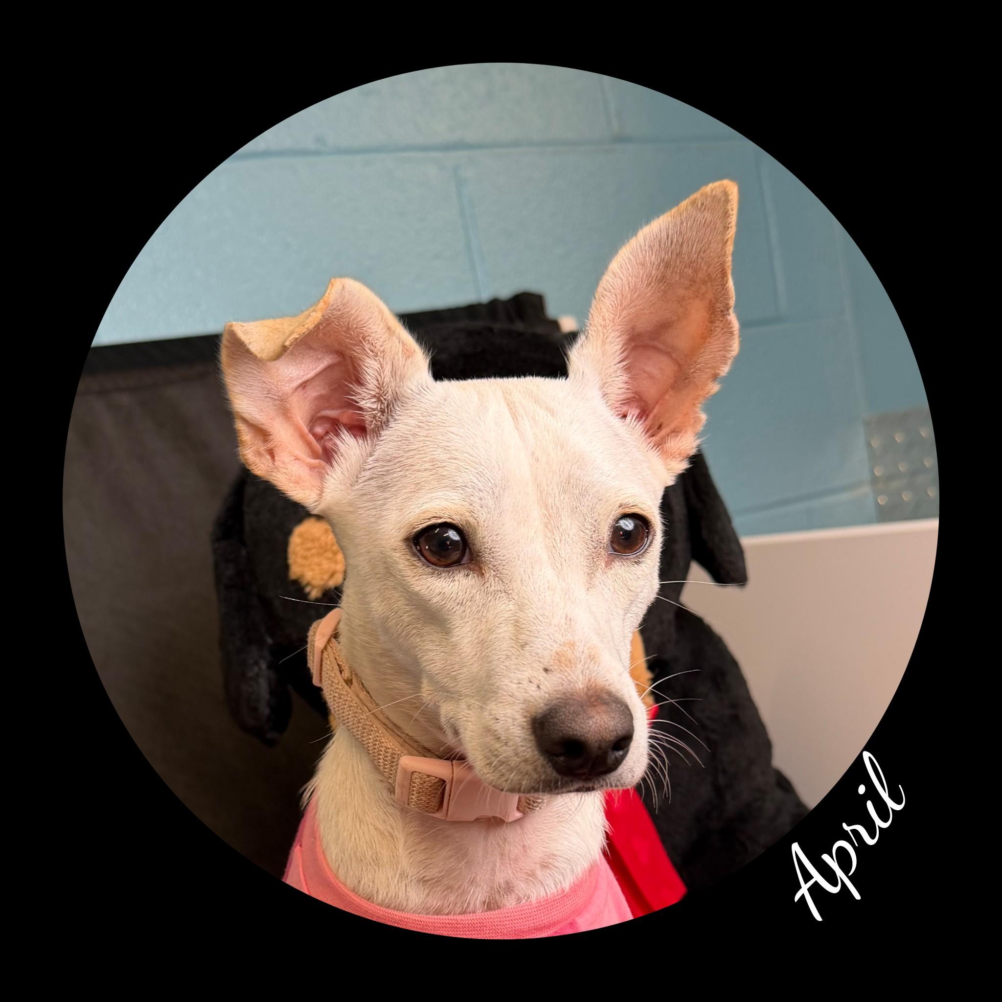 April, ADOPTABLE, Adult Female Chihuahua.