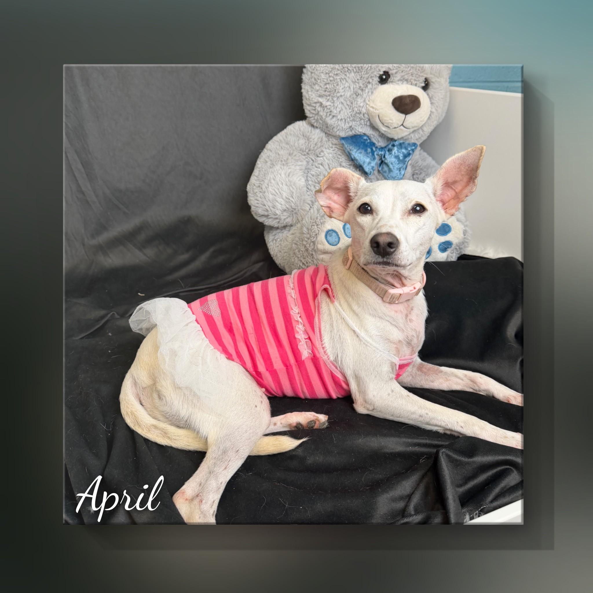 April, a ADOPTABLE mixed breed in Fredericksburg, VA image 3/6