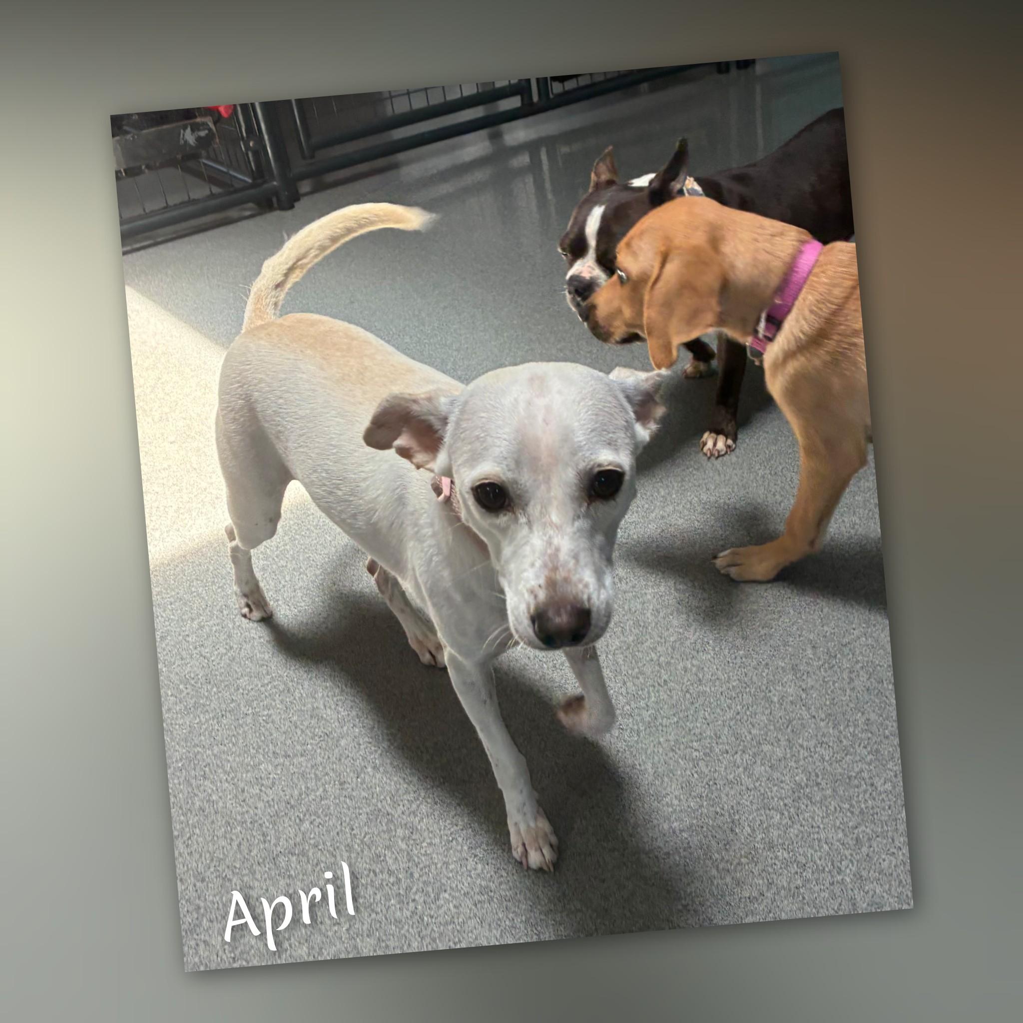 April, a ADOPTABLE mixed breed in Fredericksburg, VA image 2/6