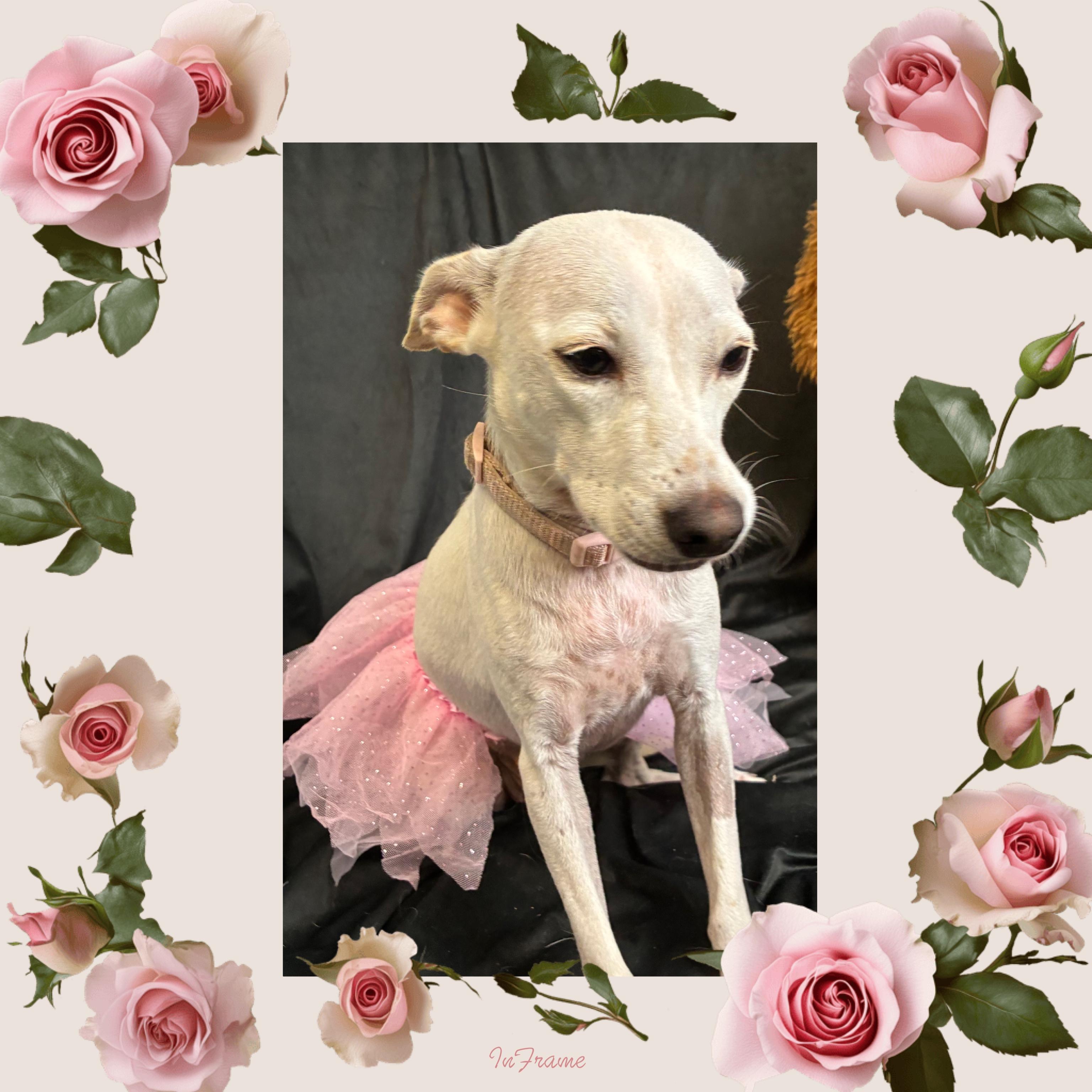 April, a ADOPTABLE mixed breed in Fredericksburg, VA image 6/6