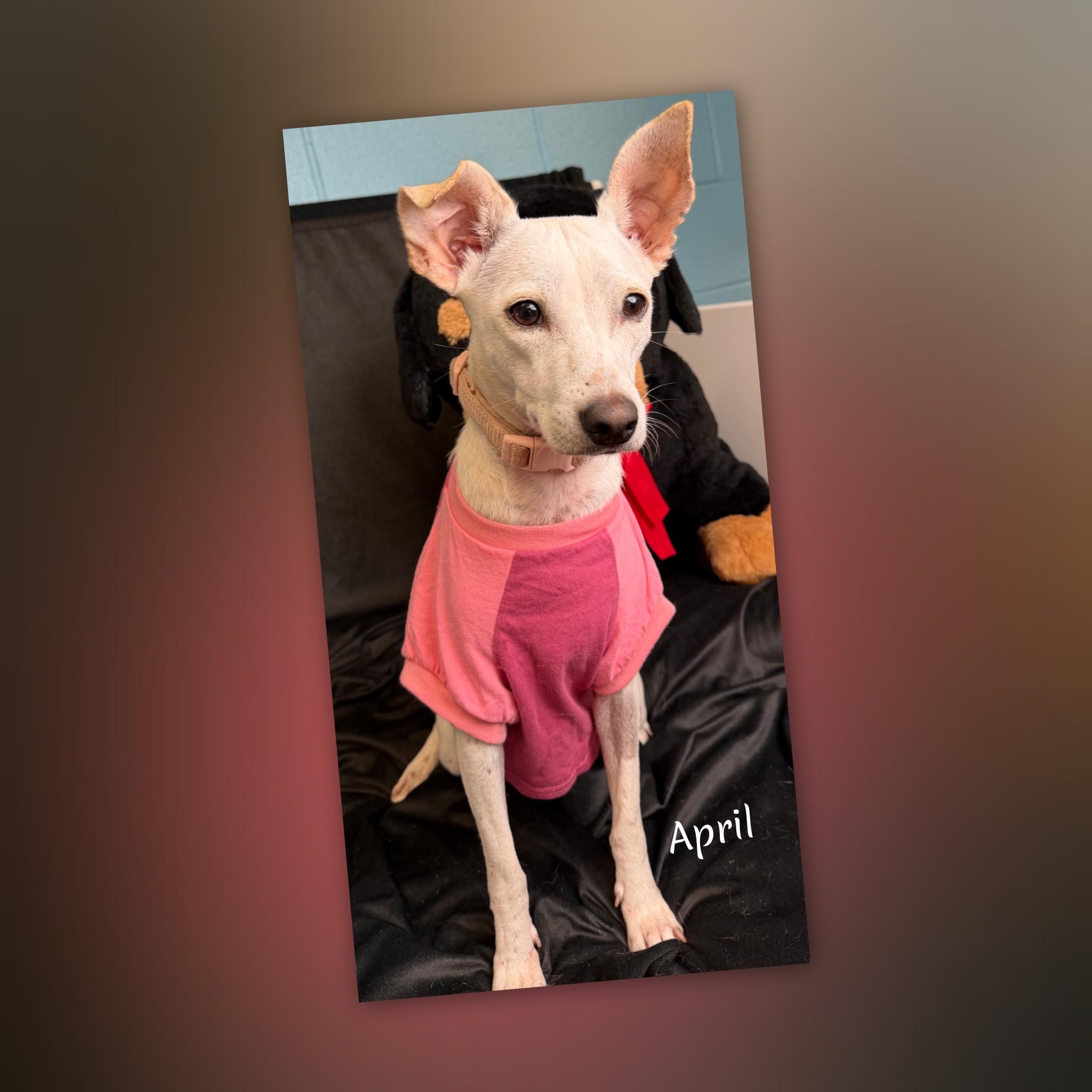 April, a ADOPTABLE mixed breed in Fredericksburg, VA image 5/6