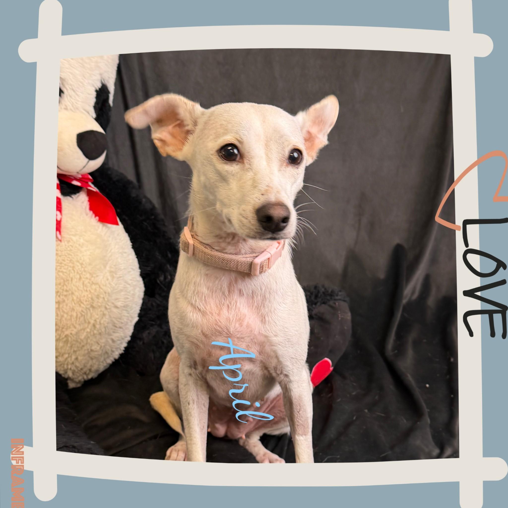 April, a ADOPTABLE mixed breed in Fredericksburg, VA image 4/6