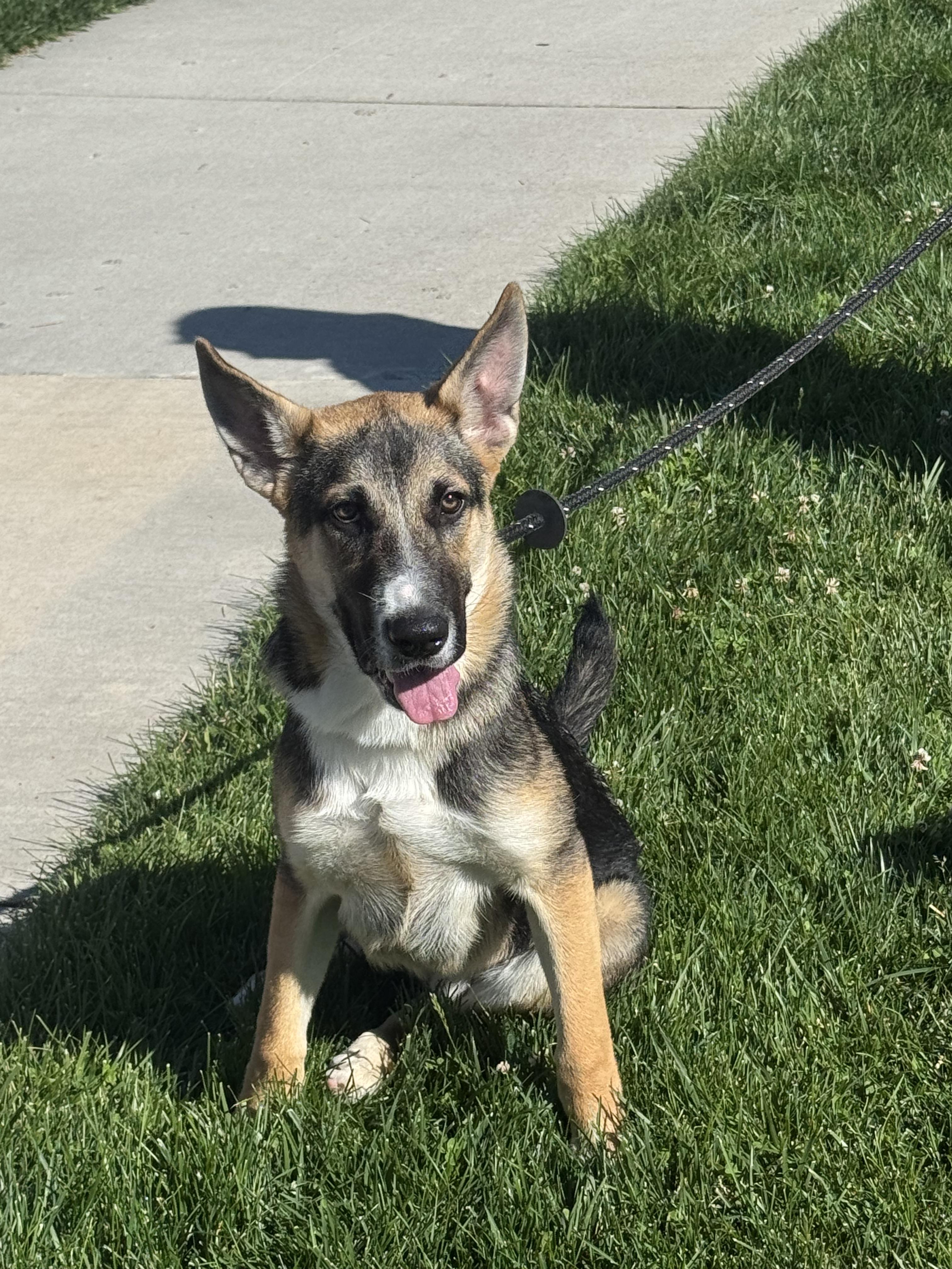 Bolt, a Adoptable mixed breed in Jerome, ID image 1/6