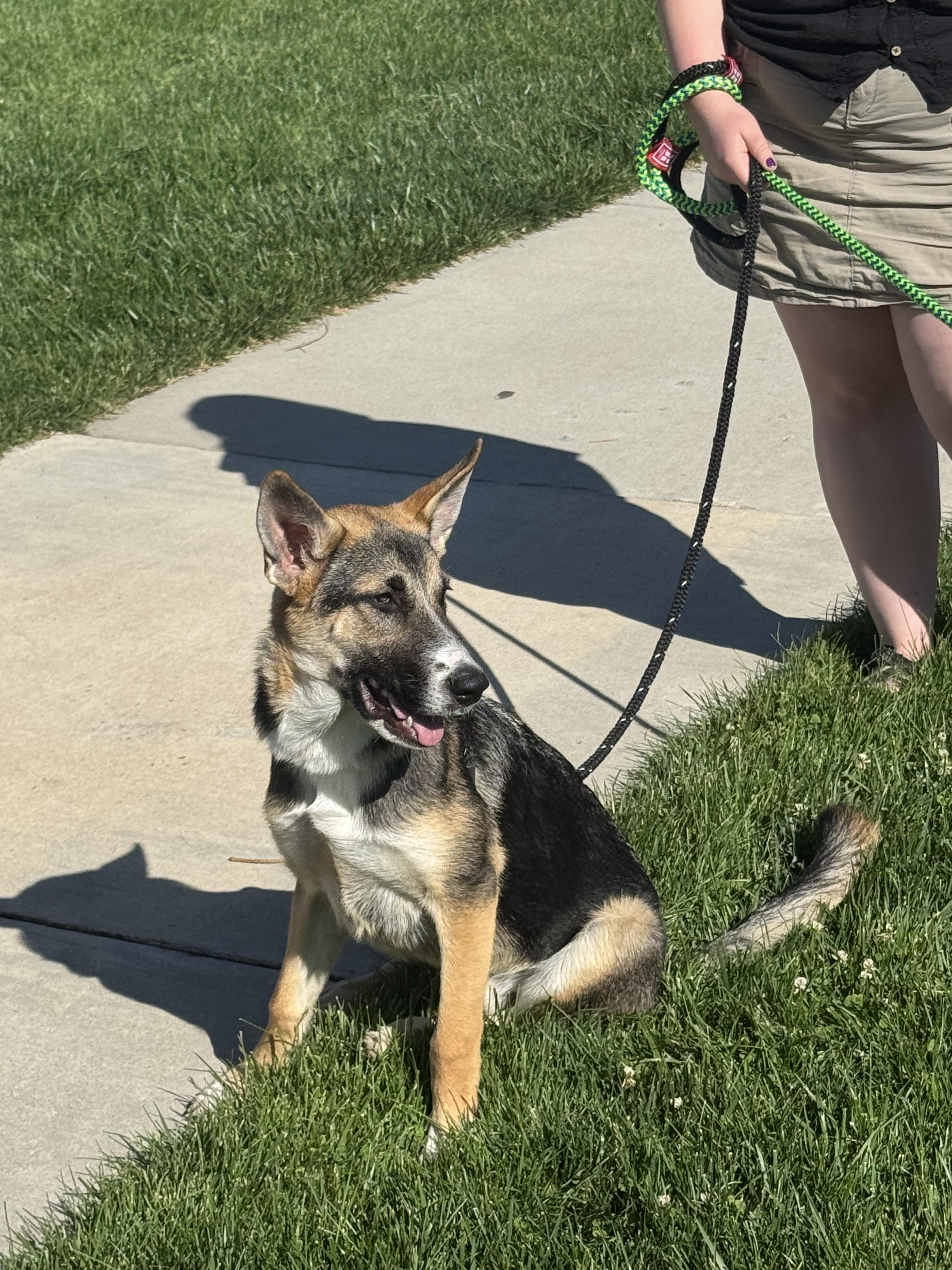 Bolt, a Adoptable mixed breed in Jerome, ID image 2/6