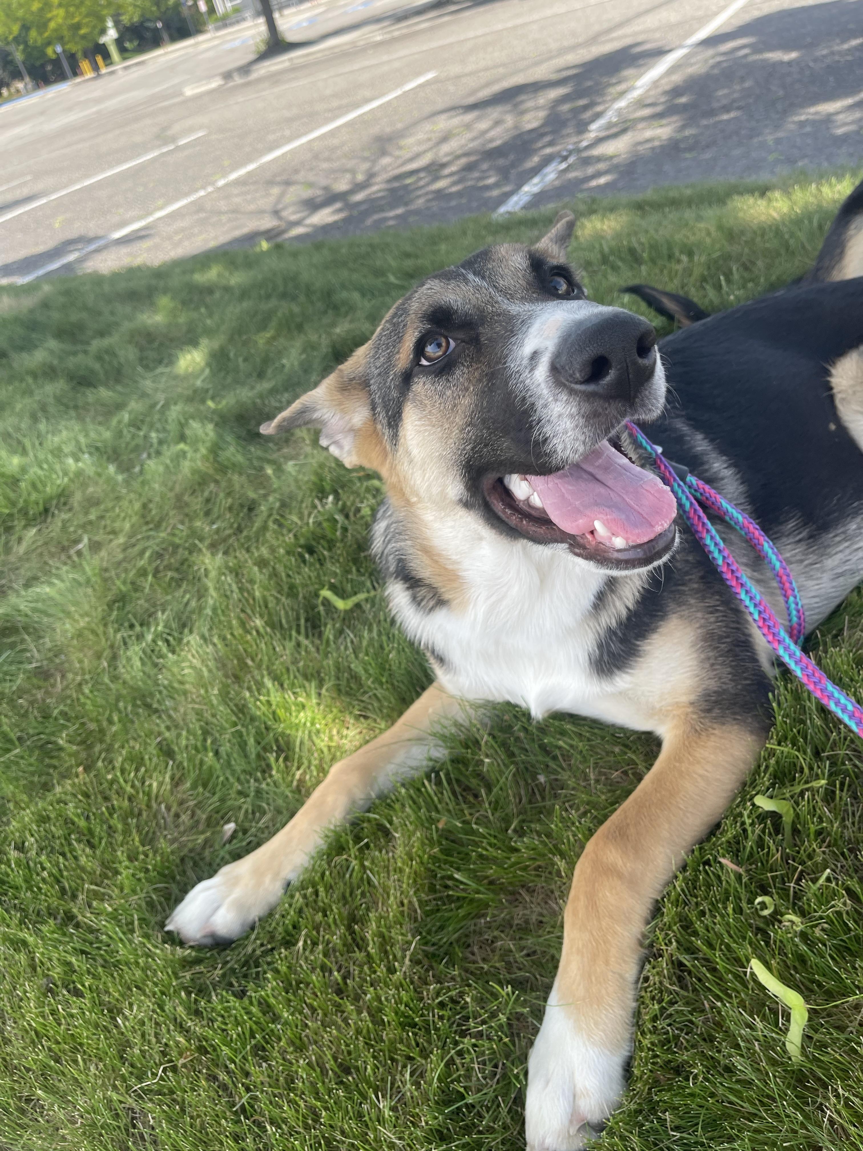 Bolt, a Adoptable mixed breed in Jerome, ID image 3/6
