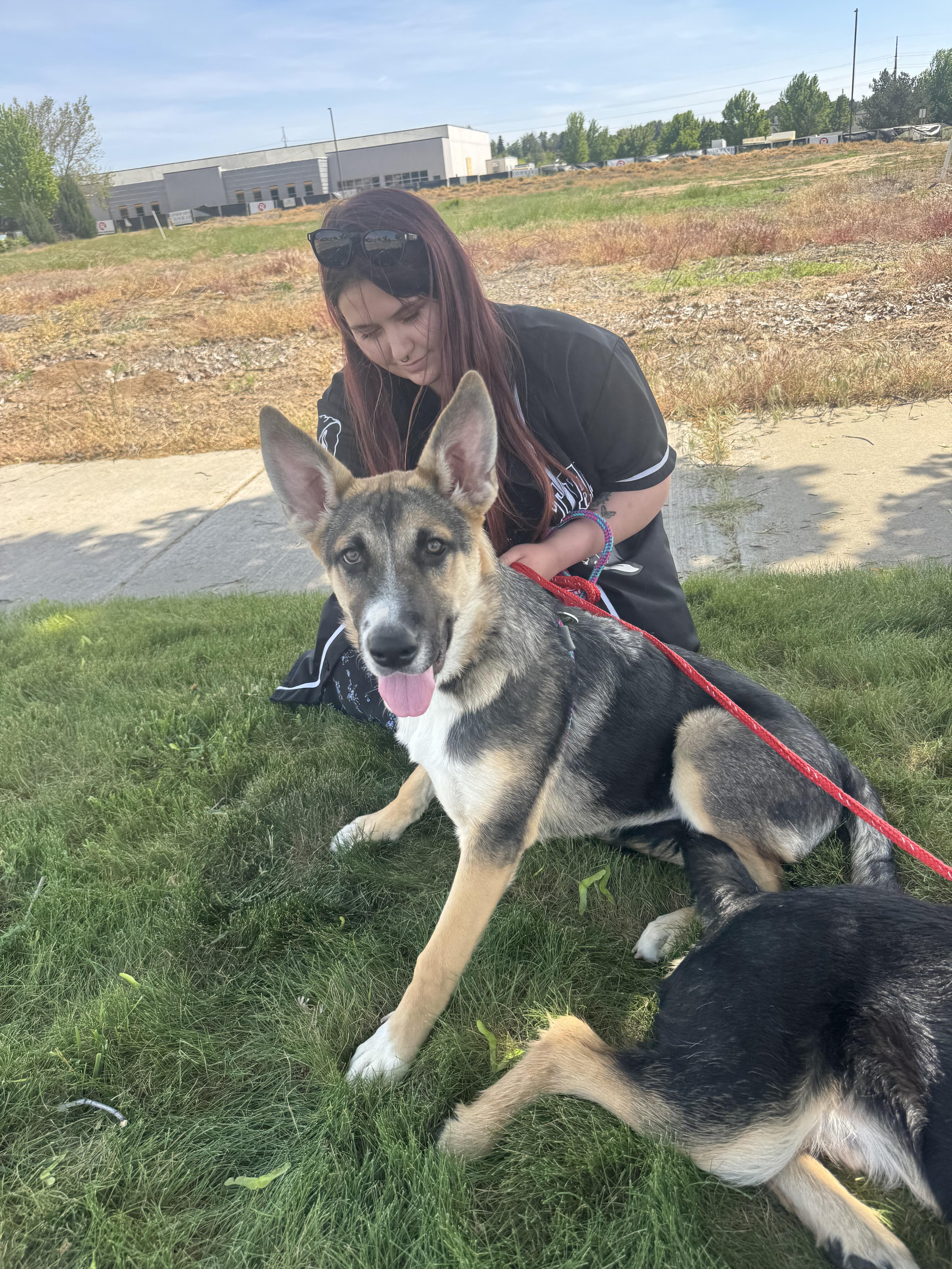 Bolt, a Adoptable mixed breed in Jerome, ID image 4/6