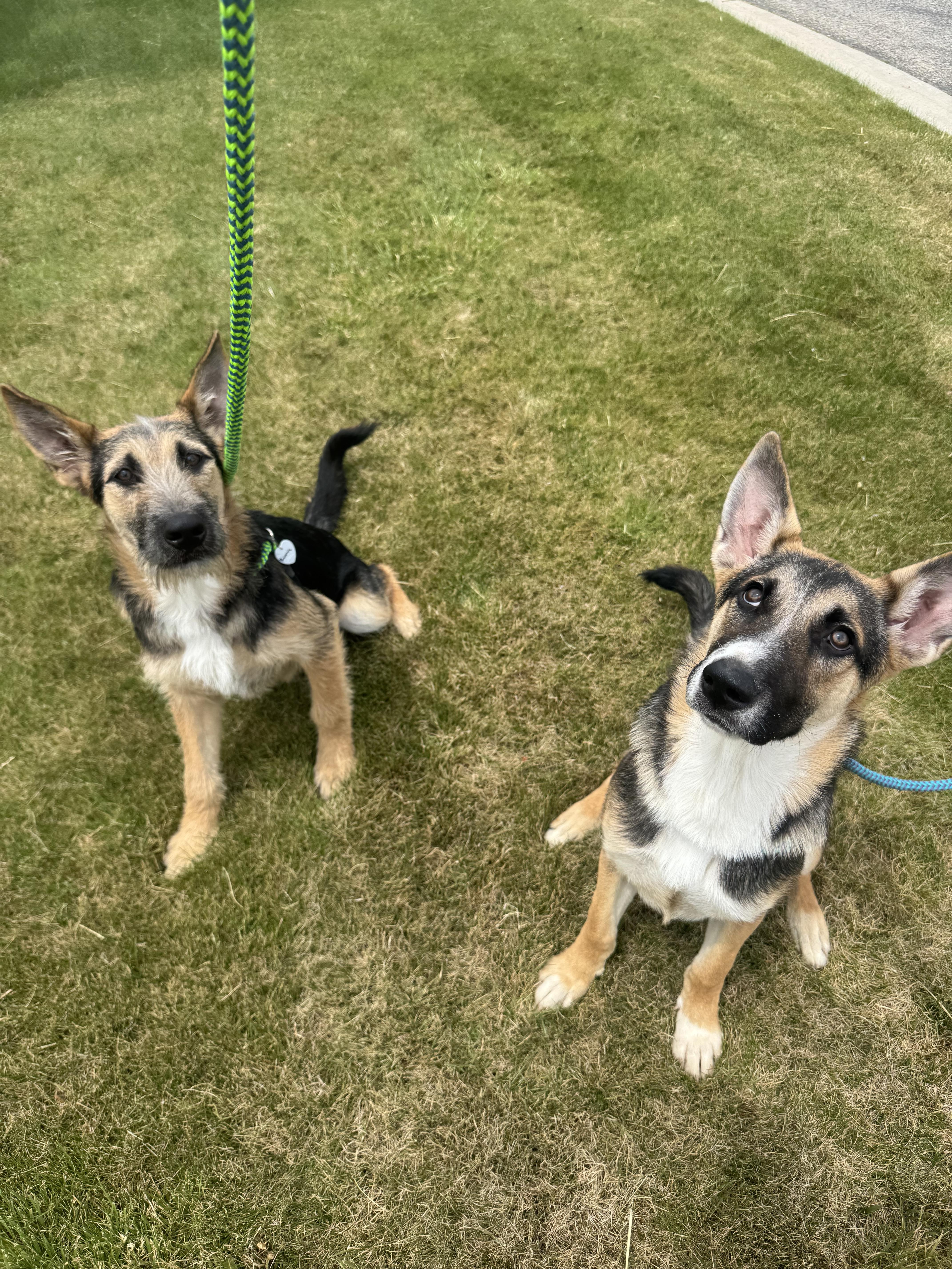 Enlarge Bolt, a Adoptable mixed breed in Jerome, ID image 5/6