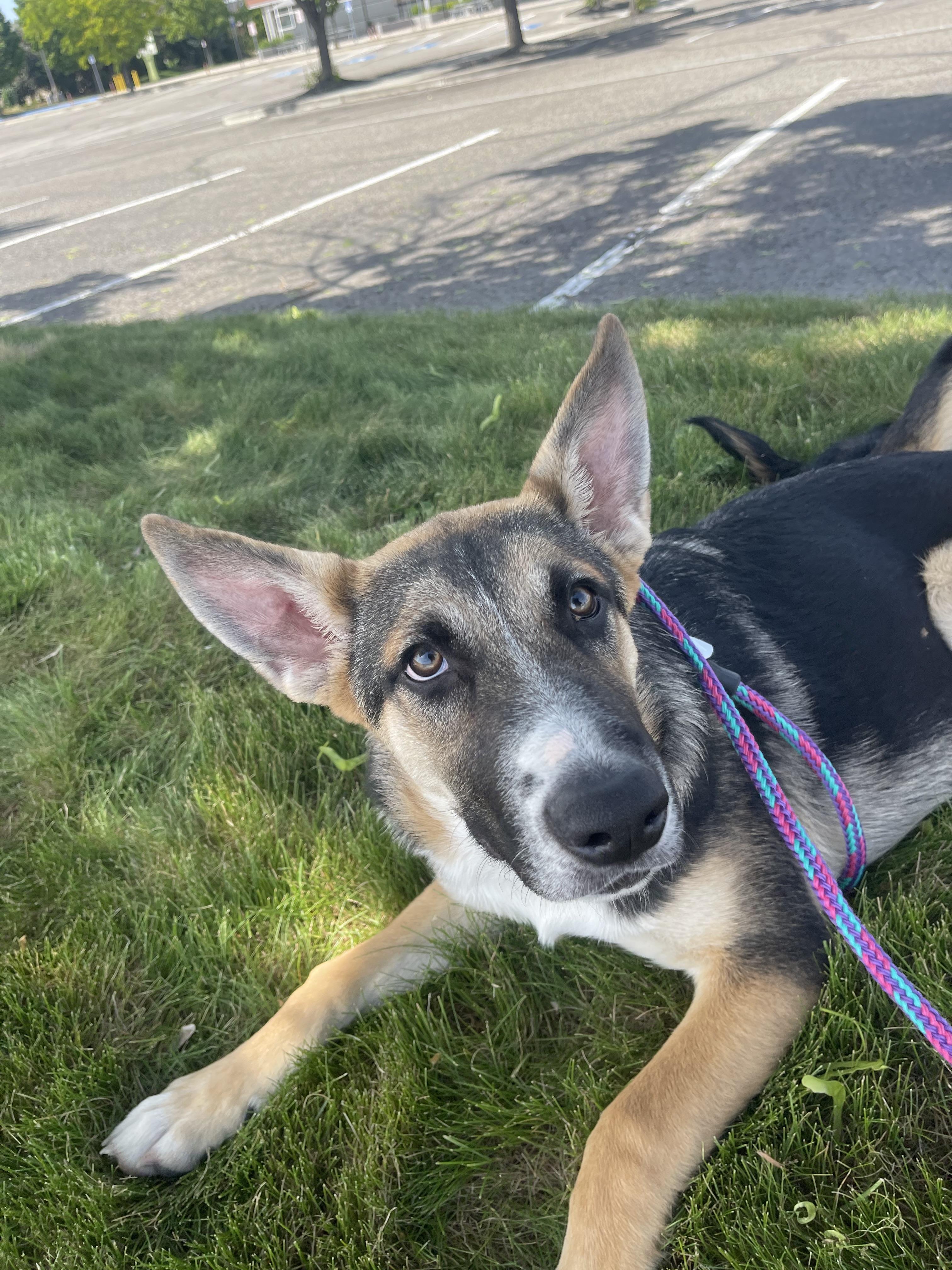 Bolt, a Adoptable mixed breed in Jerome, ID image 5/6