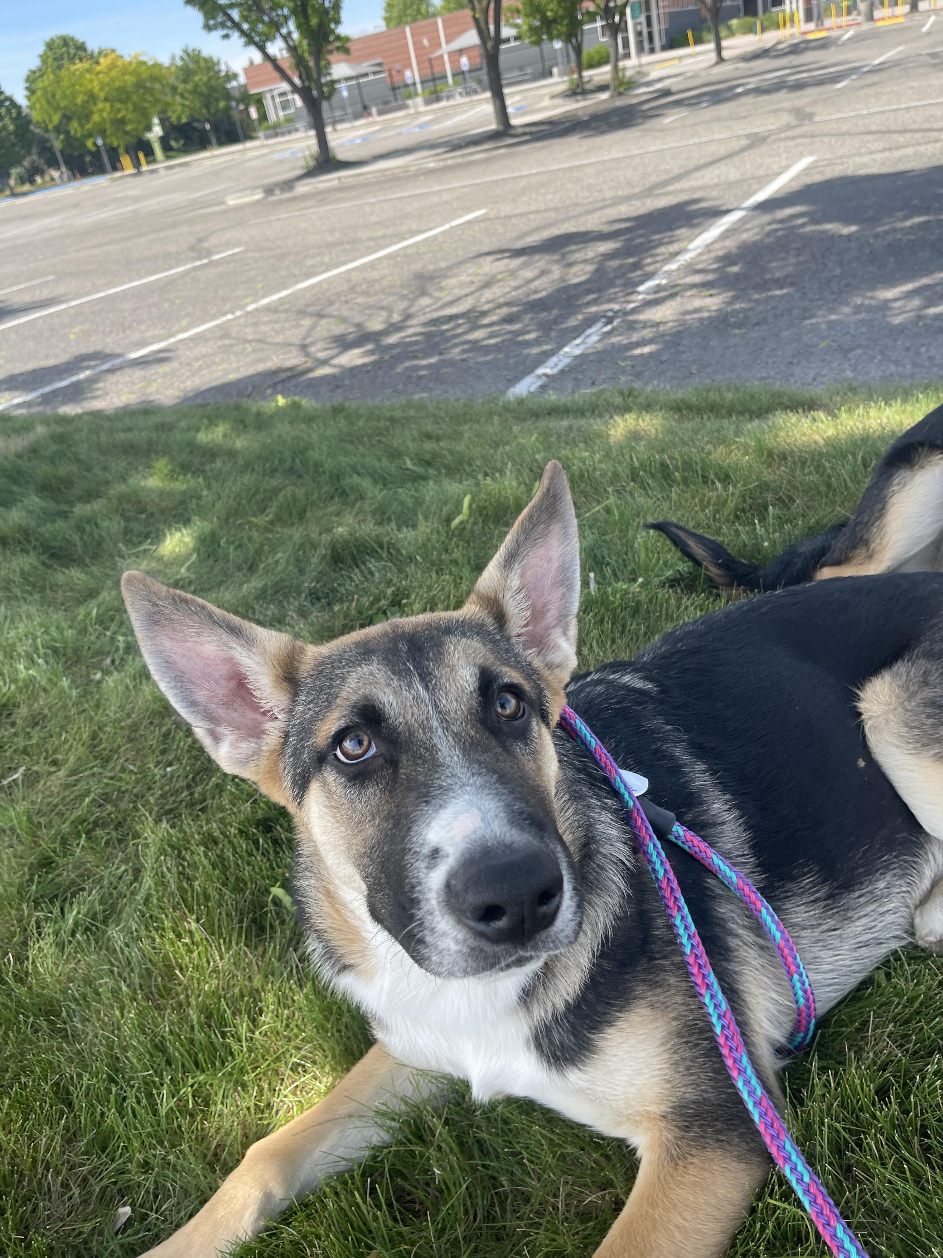 Bolt, a Adoptable mixed breed in Jerome, ID image 6/6