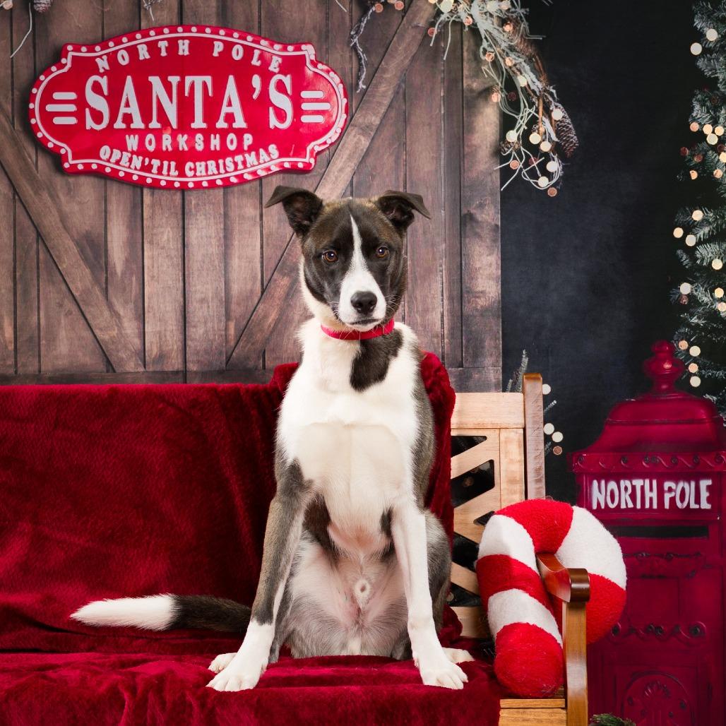 Enlarge Drogo, a Adoptable mixed breed in Nashville, TN image 1/6