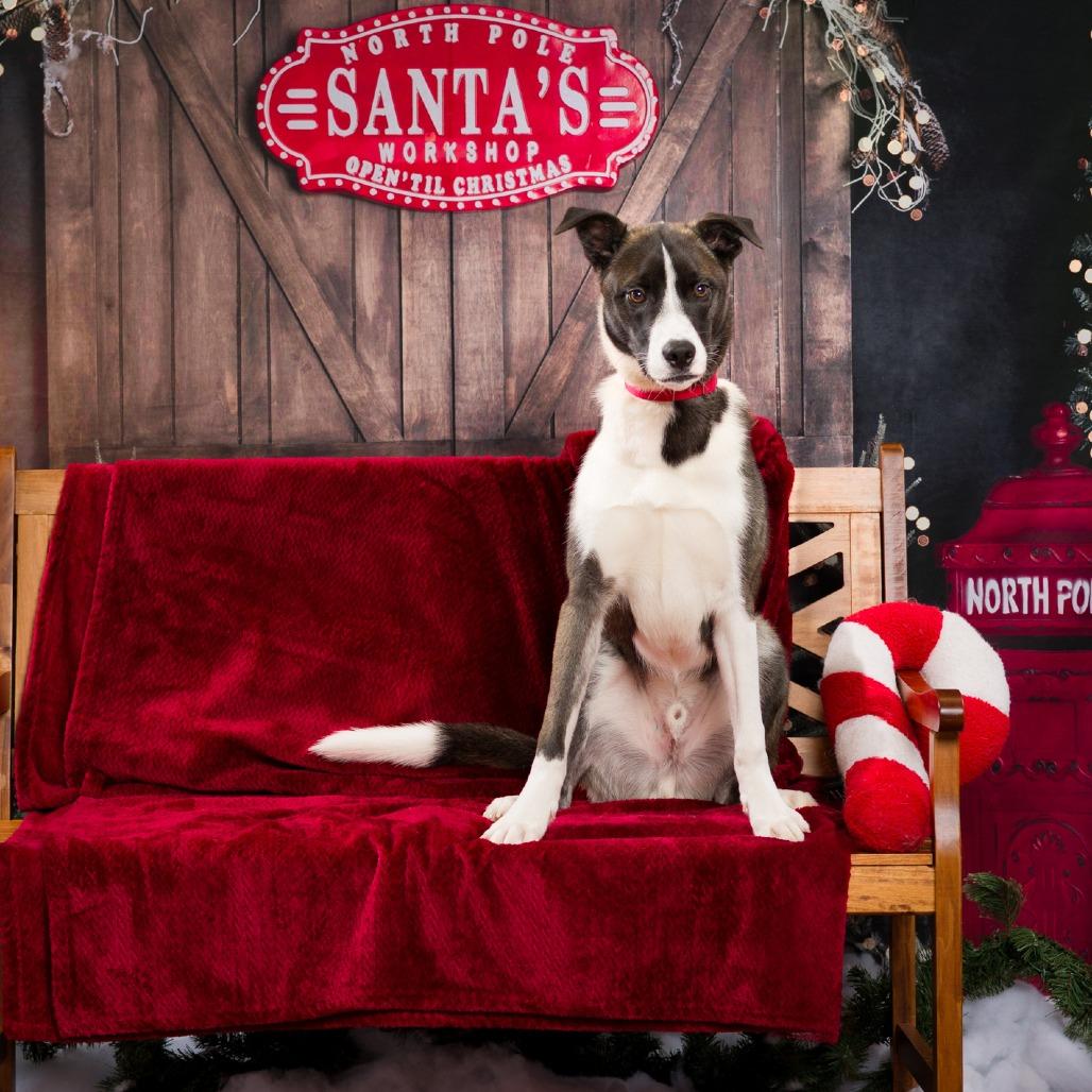 Enlarge Drogo, a Adoptable mixed breed in Nashville, TN image 2/6