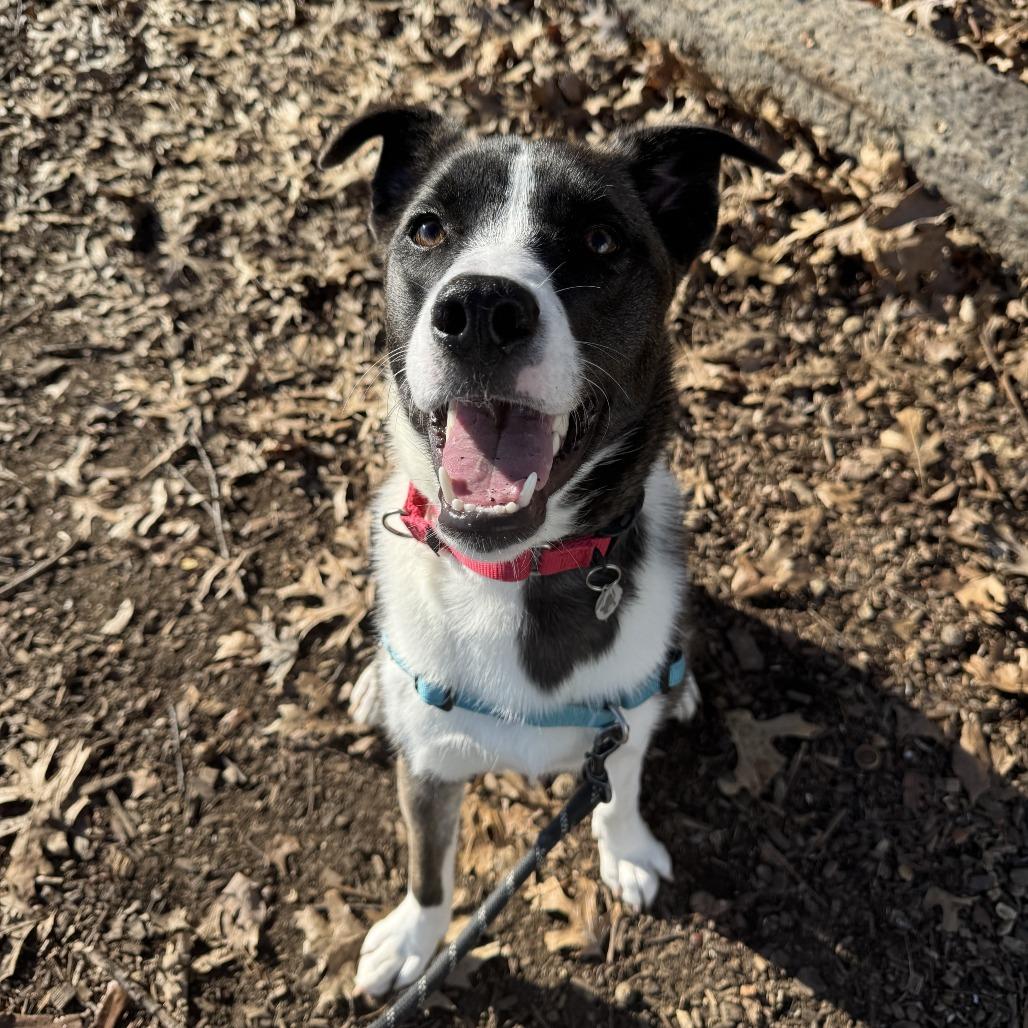 Drogo, Adoptable, Young Male Hound & Mixed Breed.