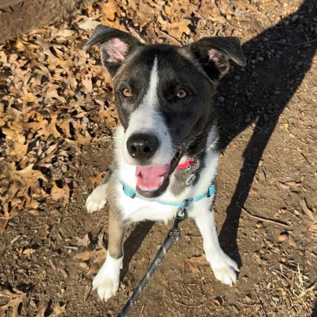 Enlarge Drogo, a Adoptable mixed breed in Nashville, TN image 2/6