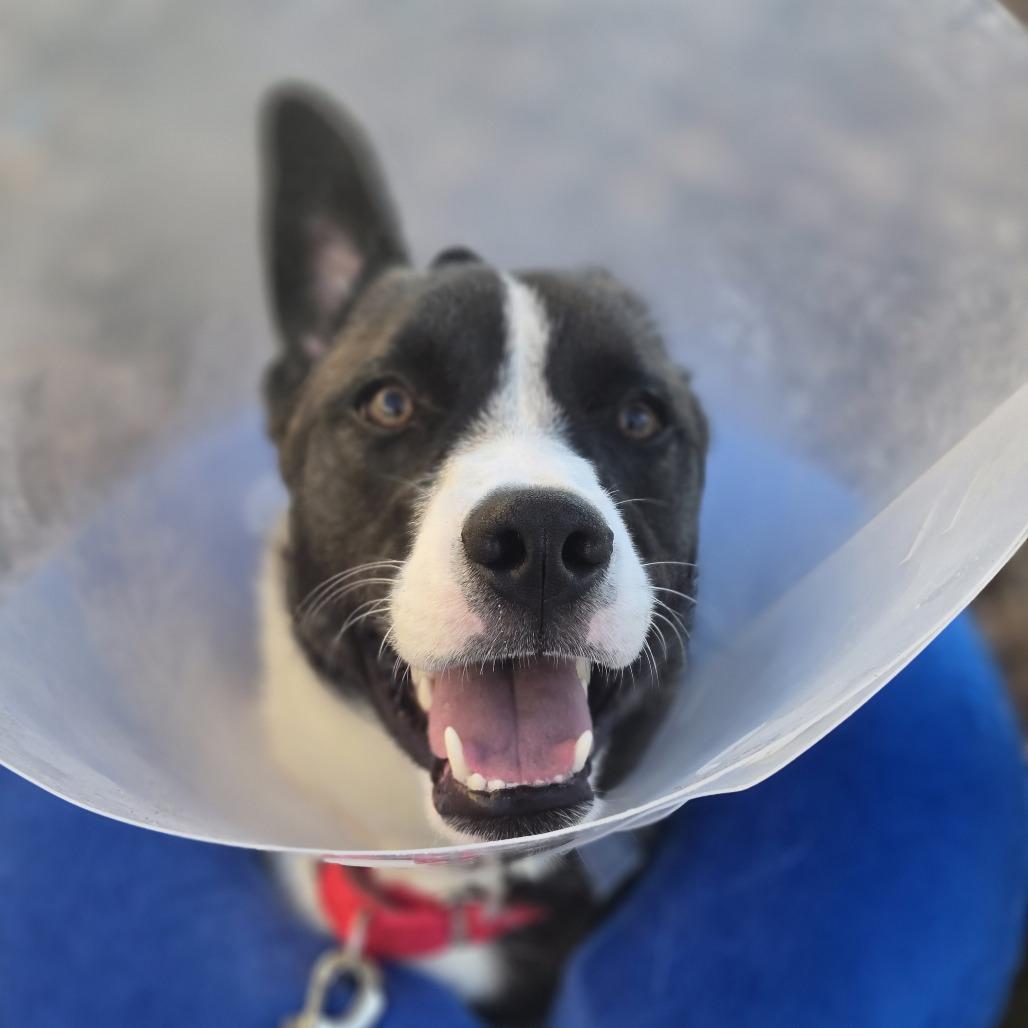 Enlarge Drogo, a Adoptable mixed breed in Nashville, TN image 3/6