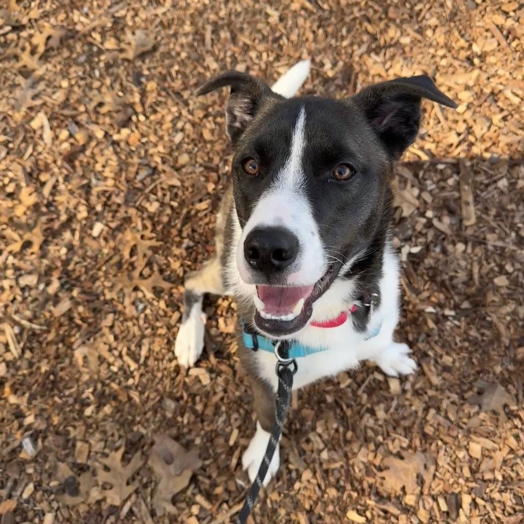 Enlarge Drogo, a Adoptable mixed breed in Nashville, TN image 3/6