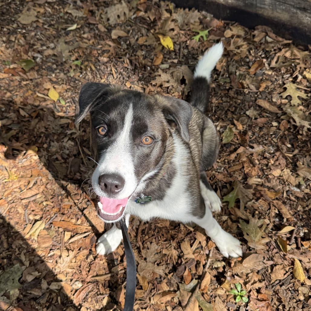 Enlarge Drogo, a Adoptable mixed breed in Nashville, TN image 4/6