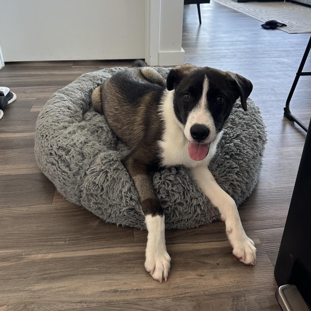 Enlarge Drogo, a Adoptable mixed breed in Nashville, TN image 5/6