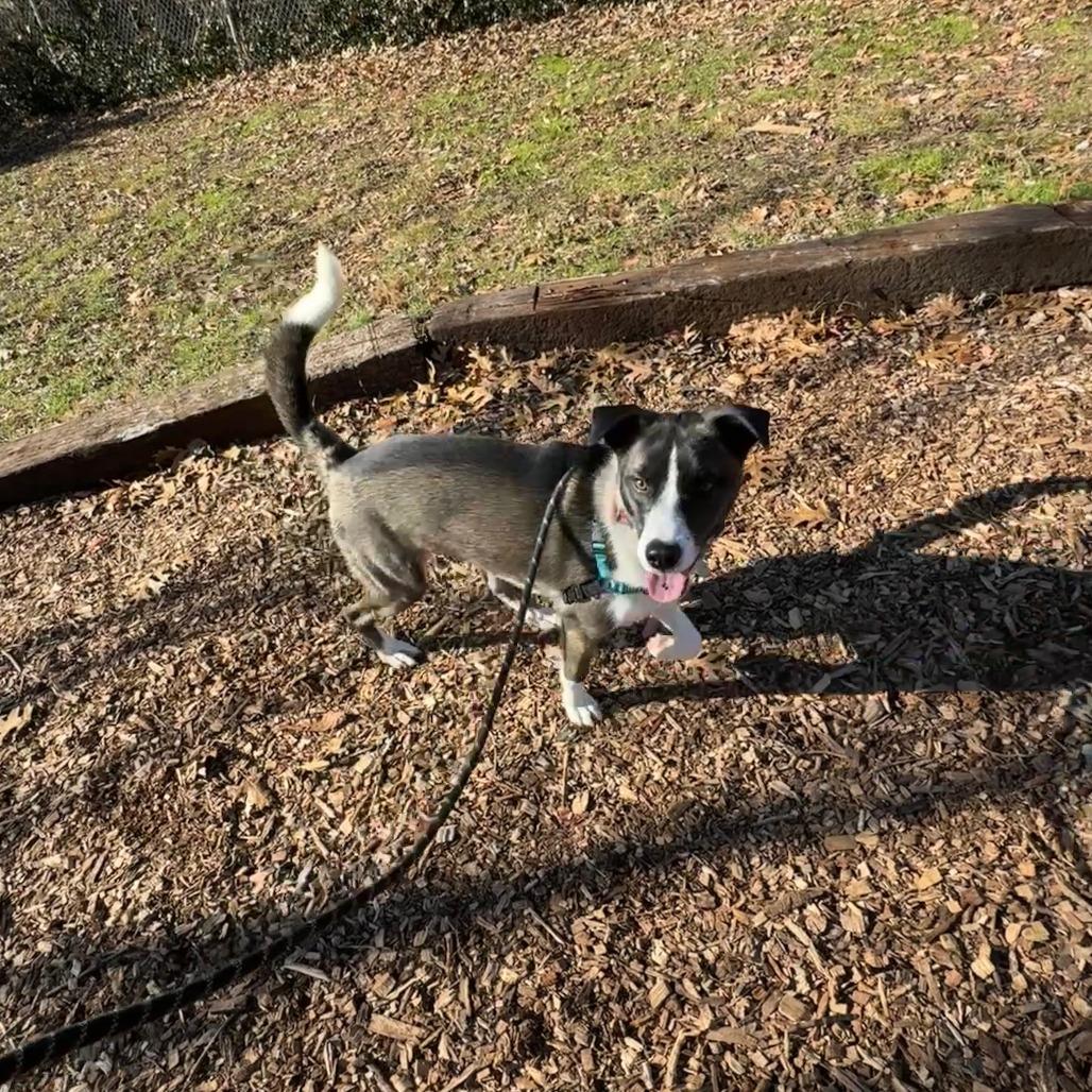 Enlarge Drogo, a Adoptable mixed breed in Nashville, TN image 5/6