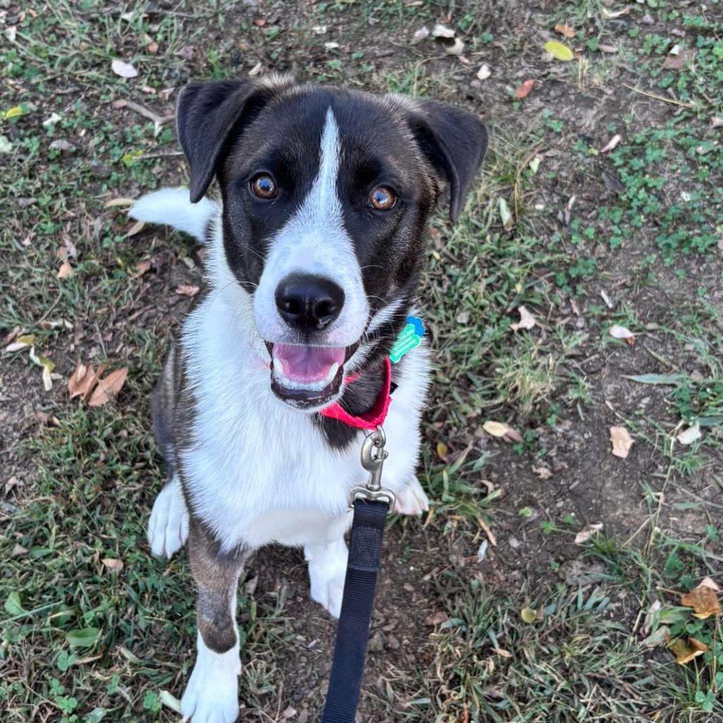 Enlarge Drogo, a Adoptable mixed breed in Nashville, TN image 6/6