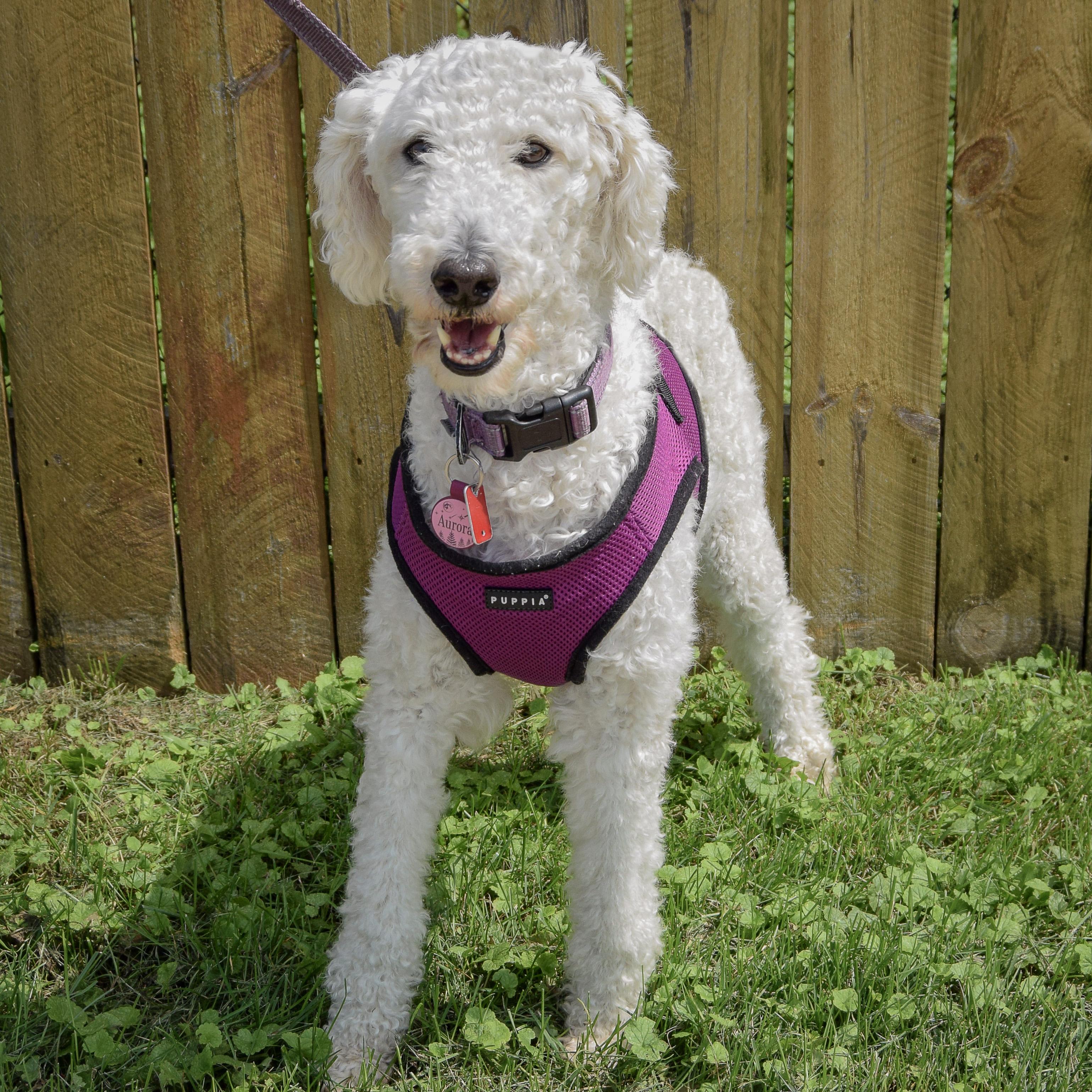 Enlarge Aurora, an adopted mixed breed in Huntley, IL image 2/4