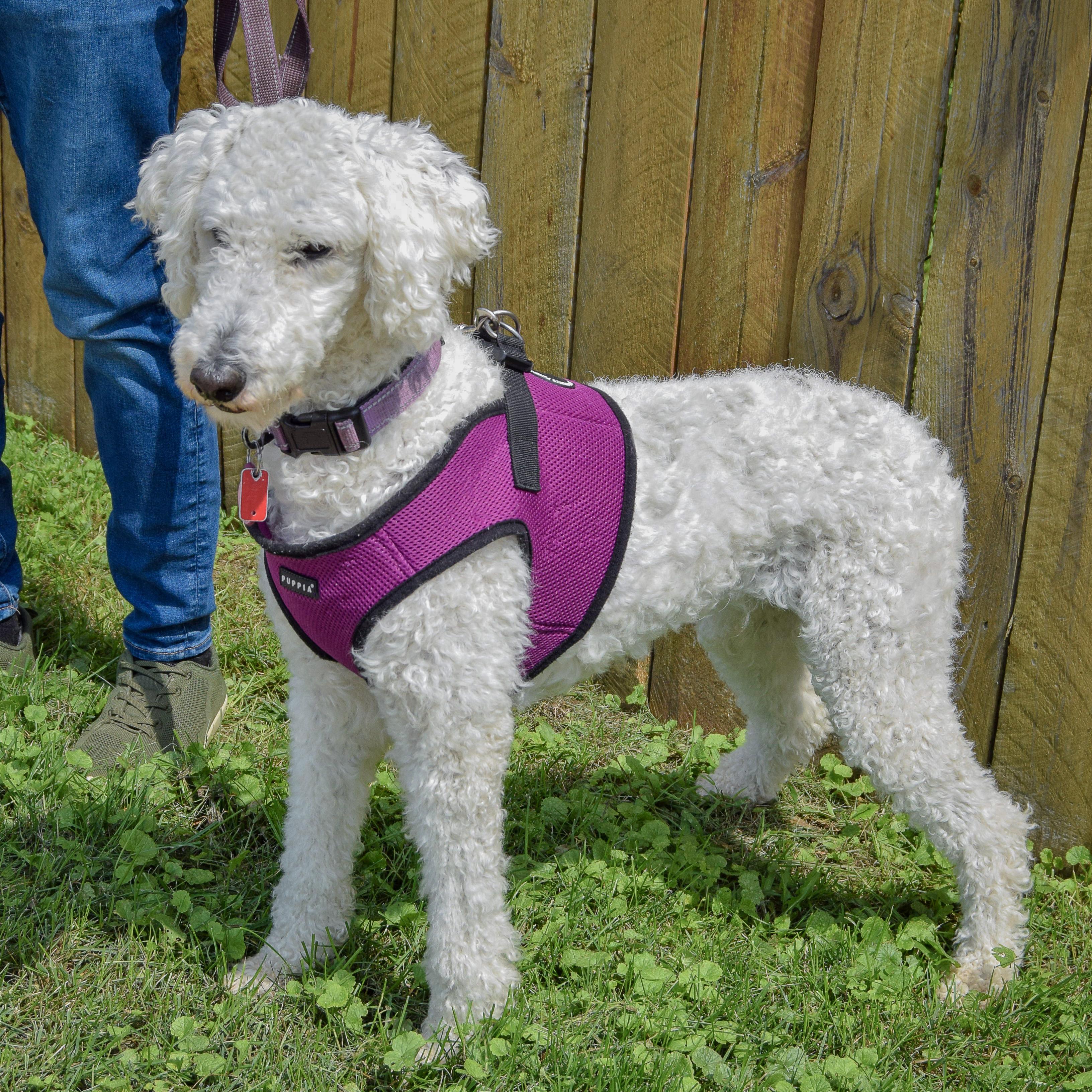 Enlarge Aurora, an adopted mixed breed in Huntley, IL image 3/4
