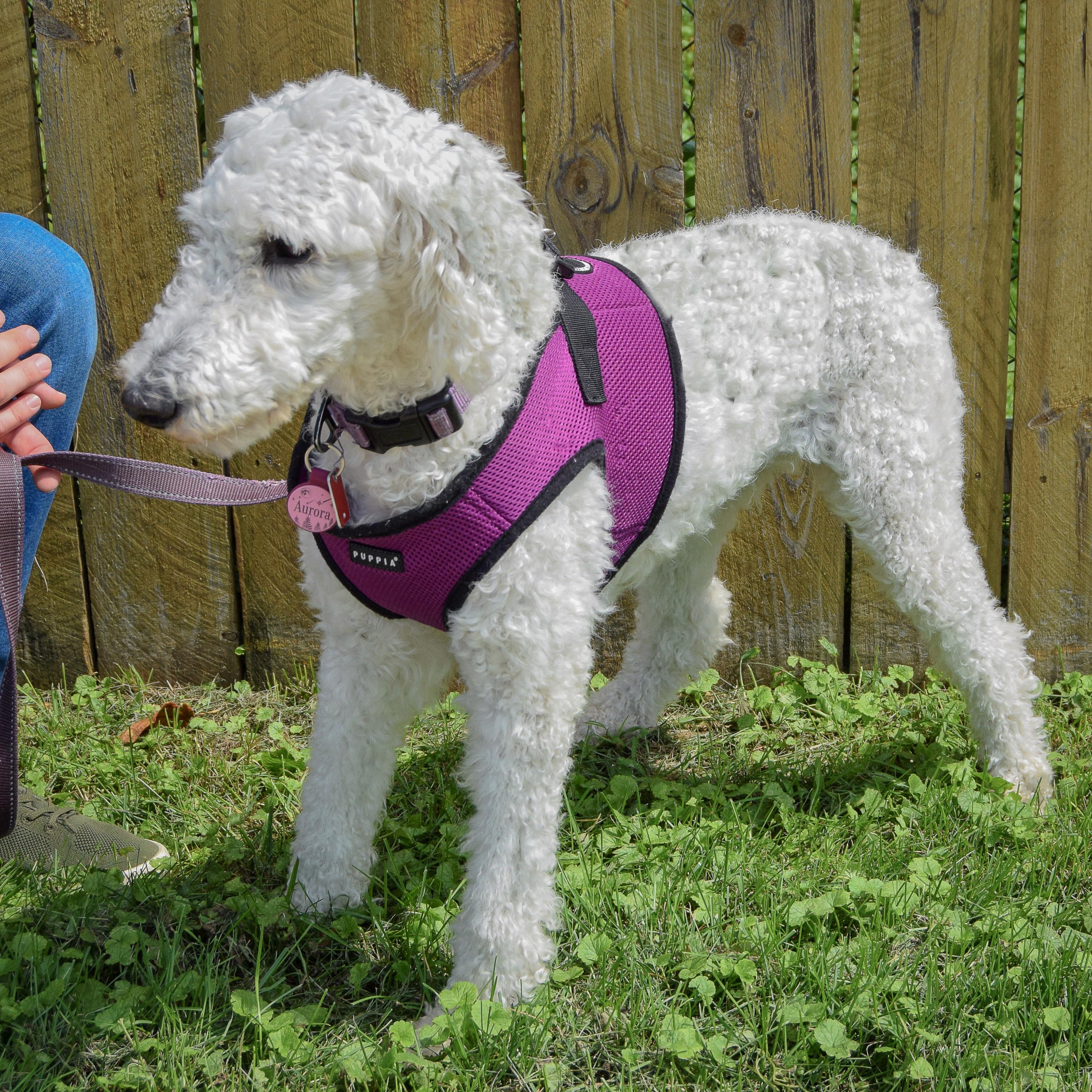 Enlarge Aurora, an adopted mixed breed in Huntley, IL image 4/4